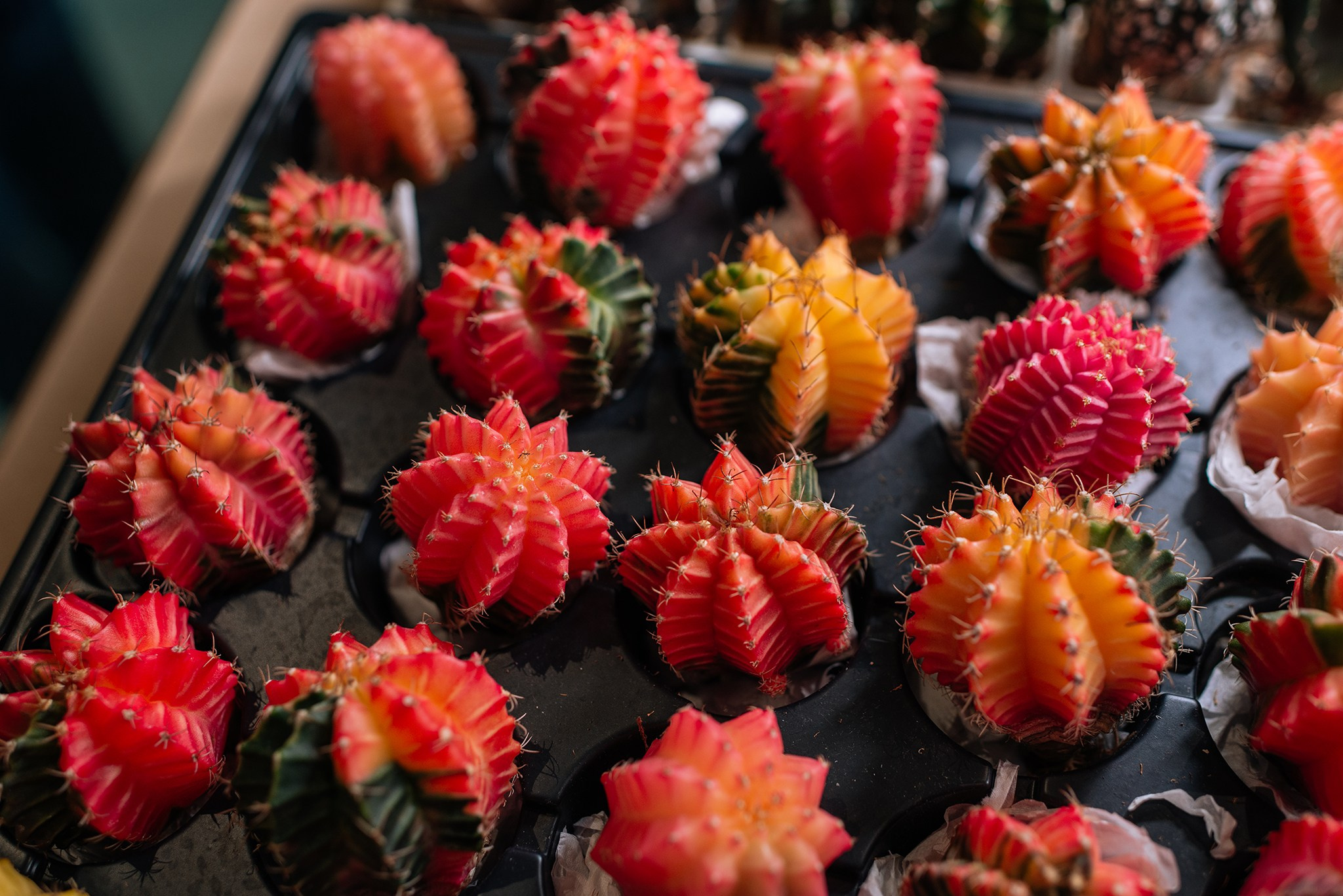 Ирина Шестакова. Редкие кактусы. Репортажный фотограф в Санкт-Петербурге Анастасия Клёпова