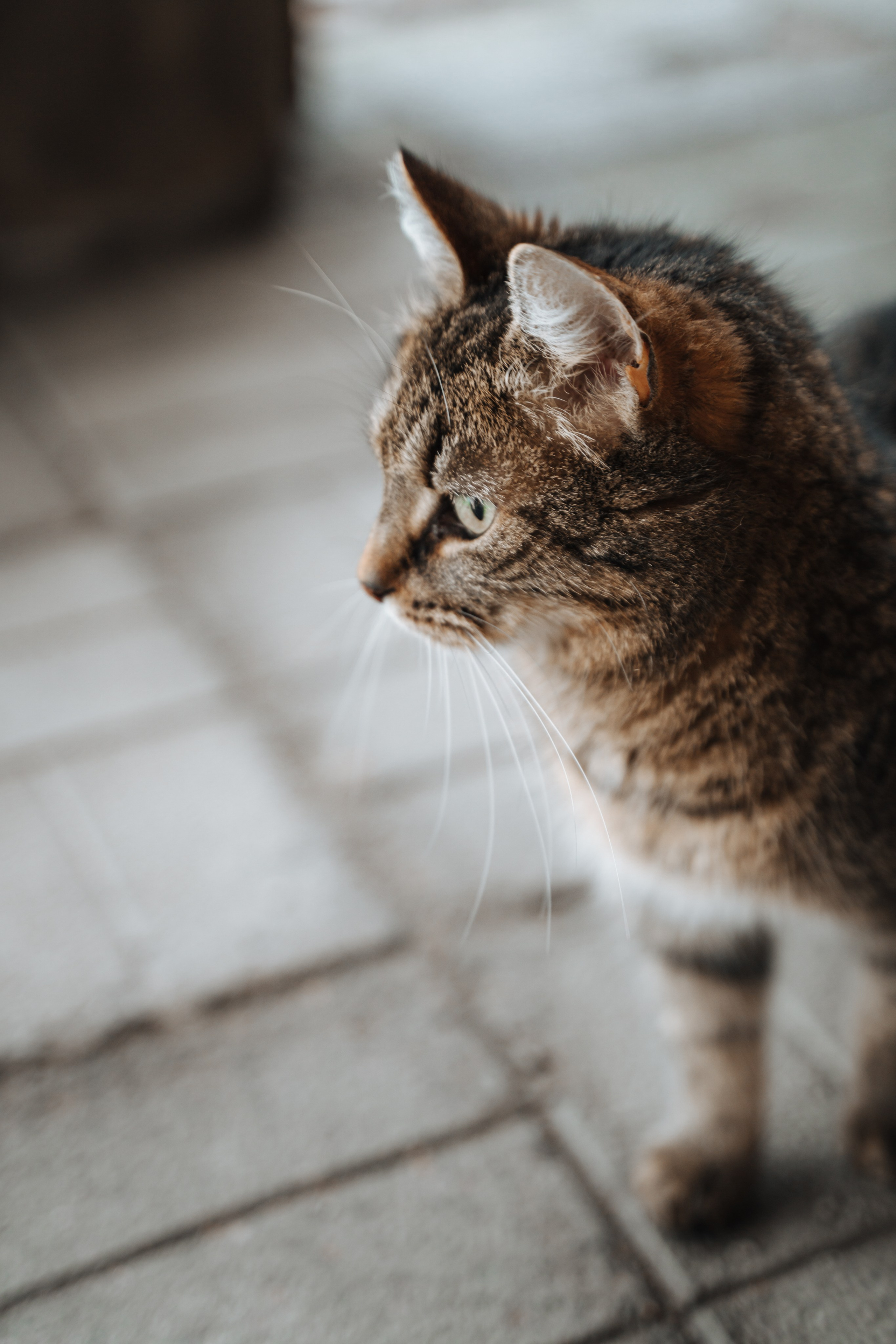 Евгения. Конный клуб. Портретный фотограф в Санкт-Петербурге Дмитриева Наталия