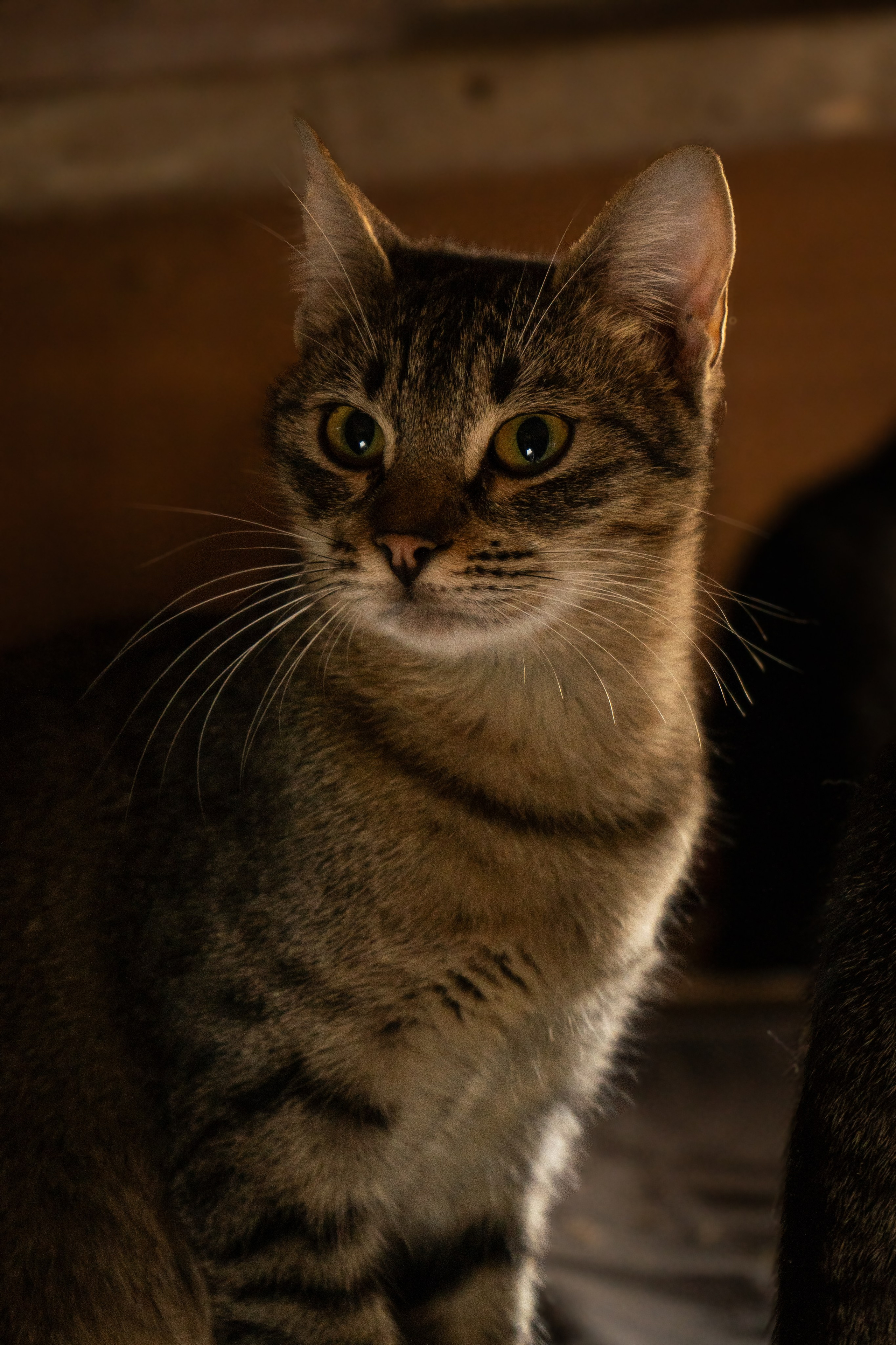 Pets. Makaroshkassirom — photographer in Minsk