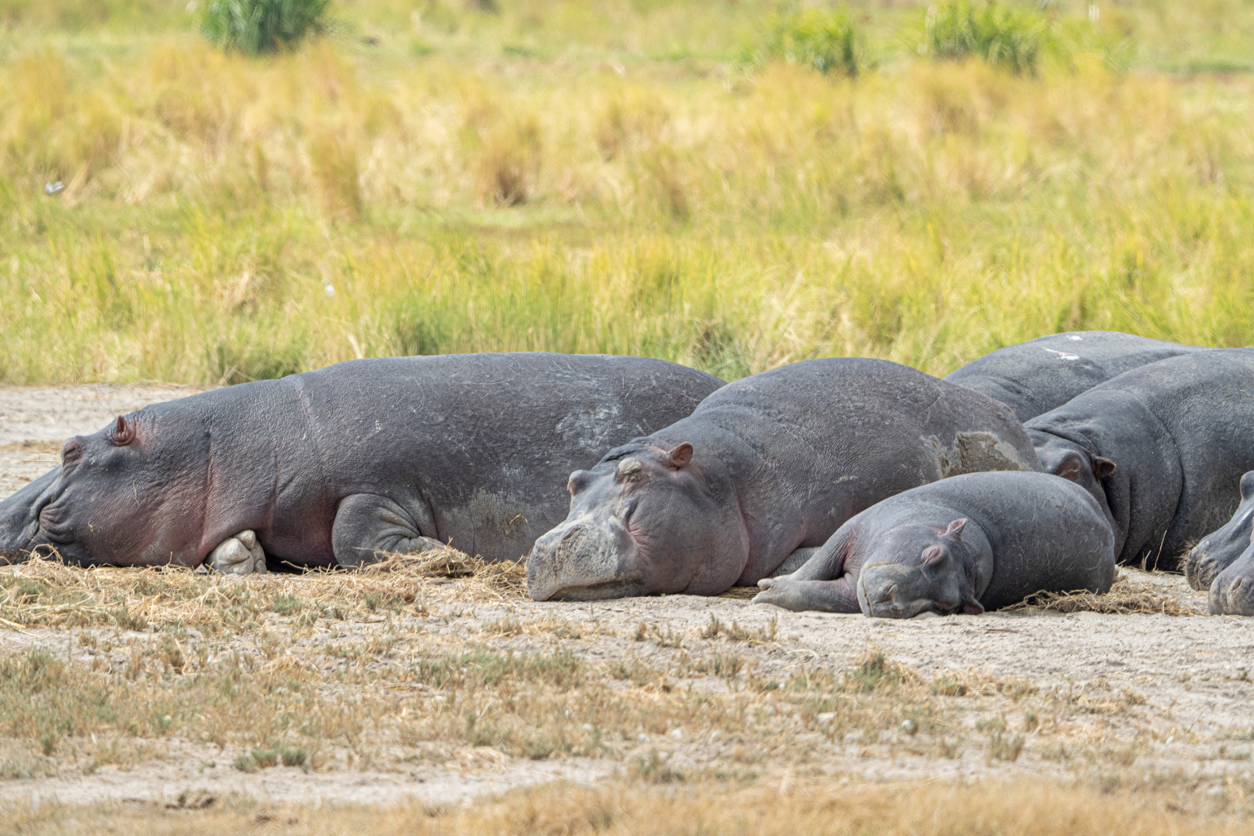 Танзания, сафари, 2025. Творческие сьемки