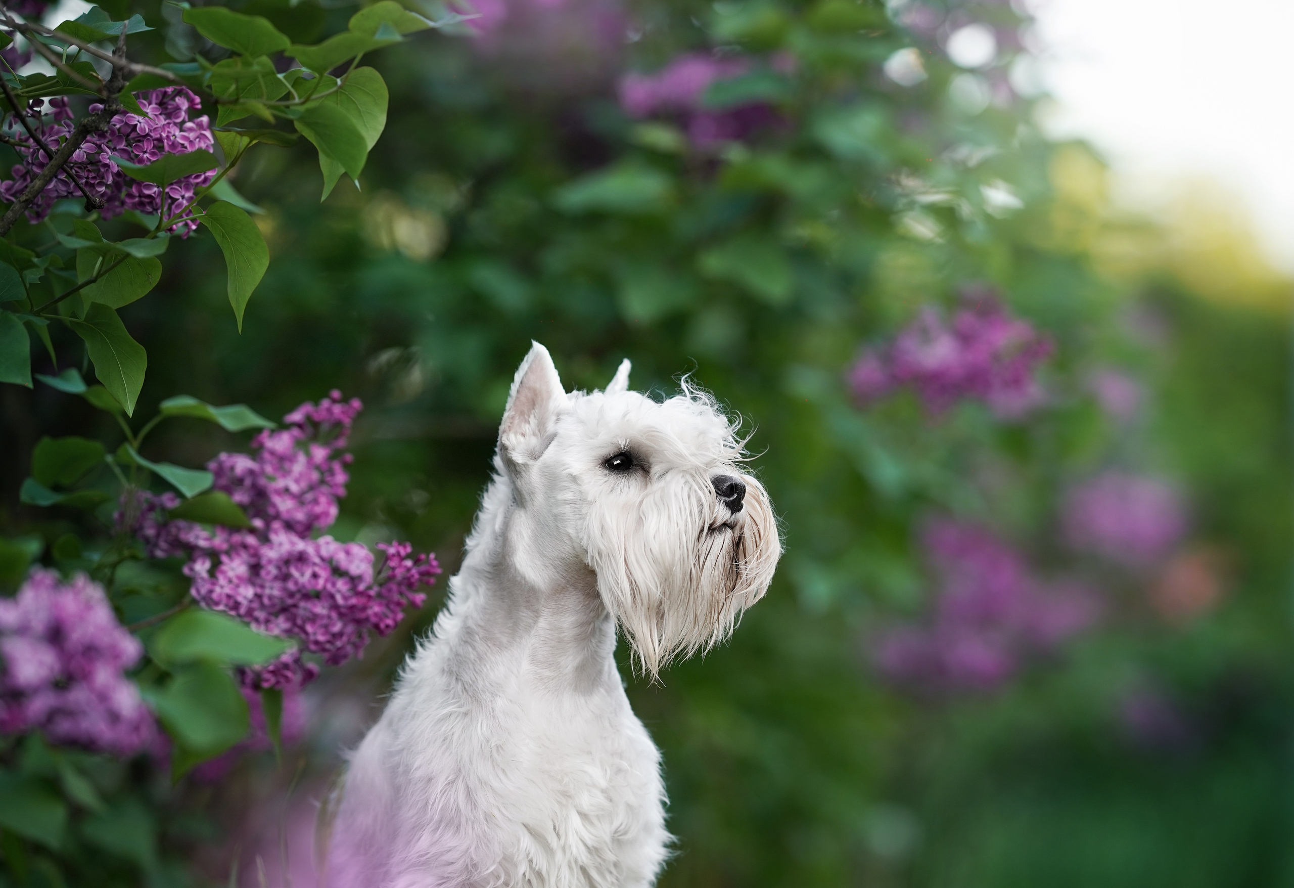 Оля и Доминик. Фотограф-анималист в Санкт-Петербурге Яна Мартынова