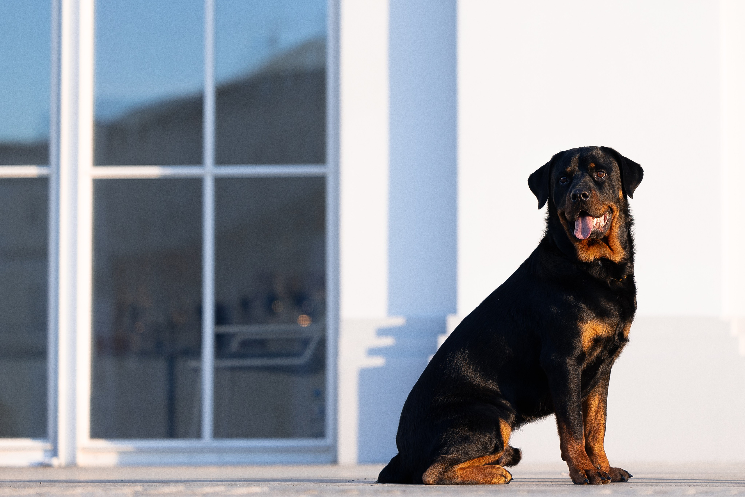 Катя, Леша, Трой и Лея. Фотограф и видеограф анималист Аганина Дарья