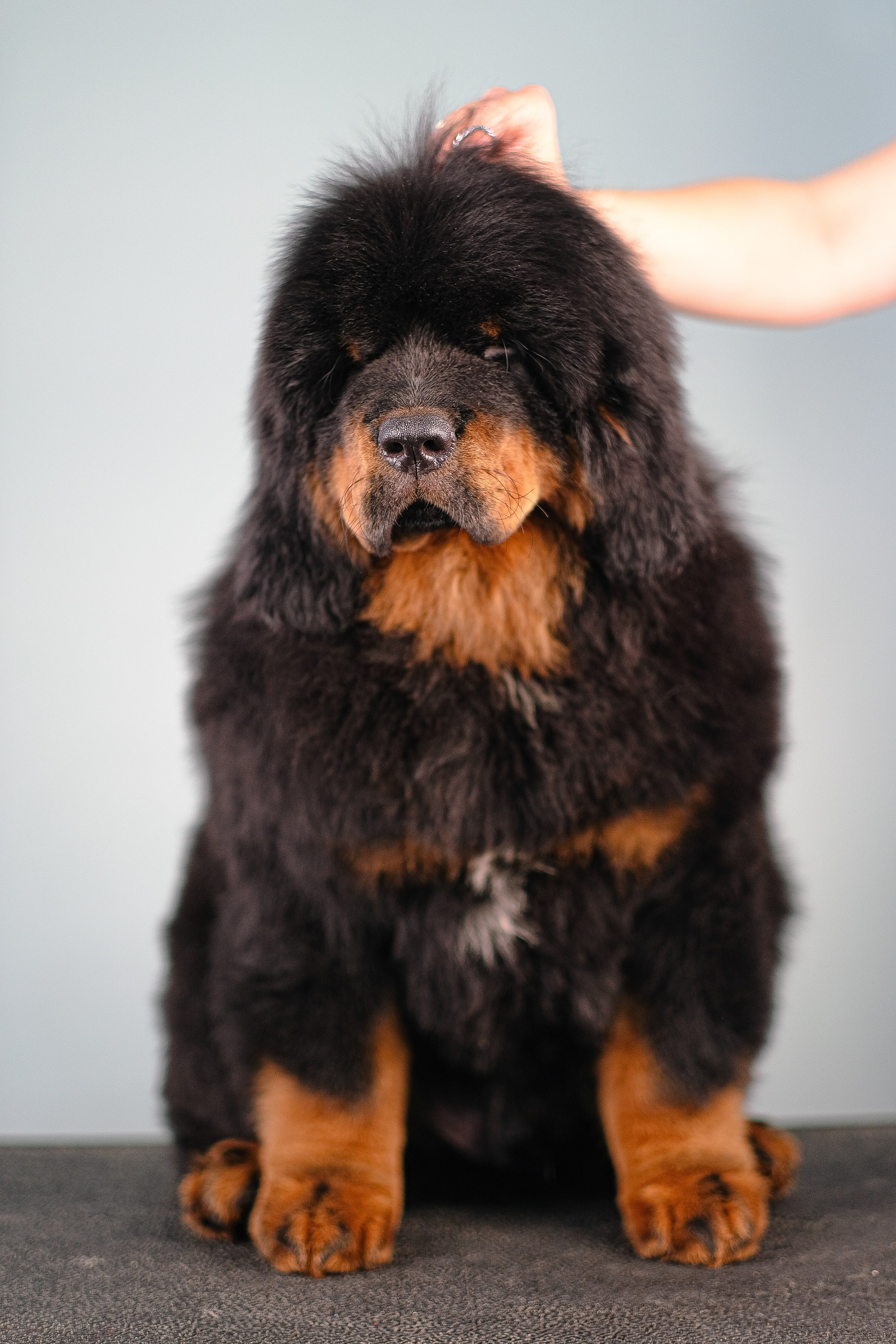 Тибетский мастиф. Фотограф и видеограф анималист Аганина Дарья