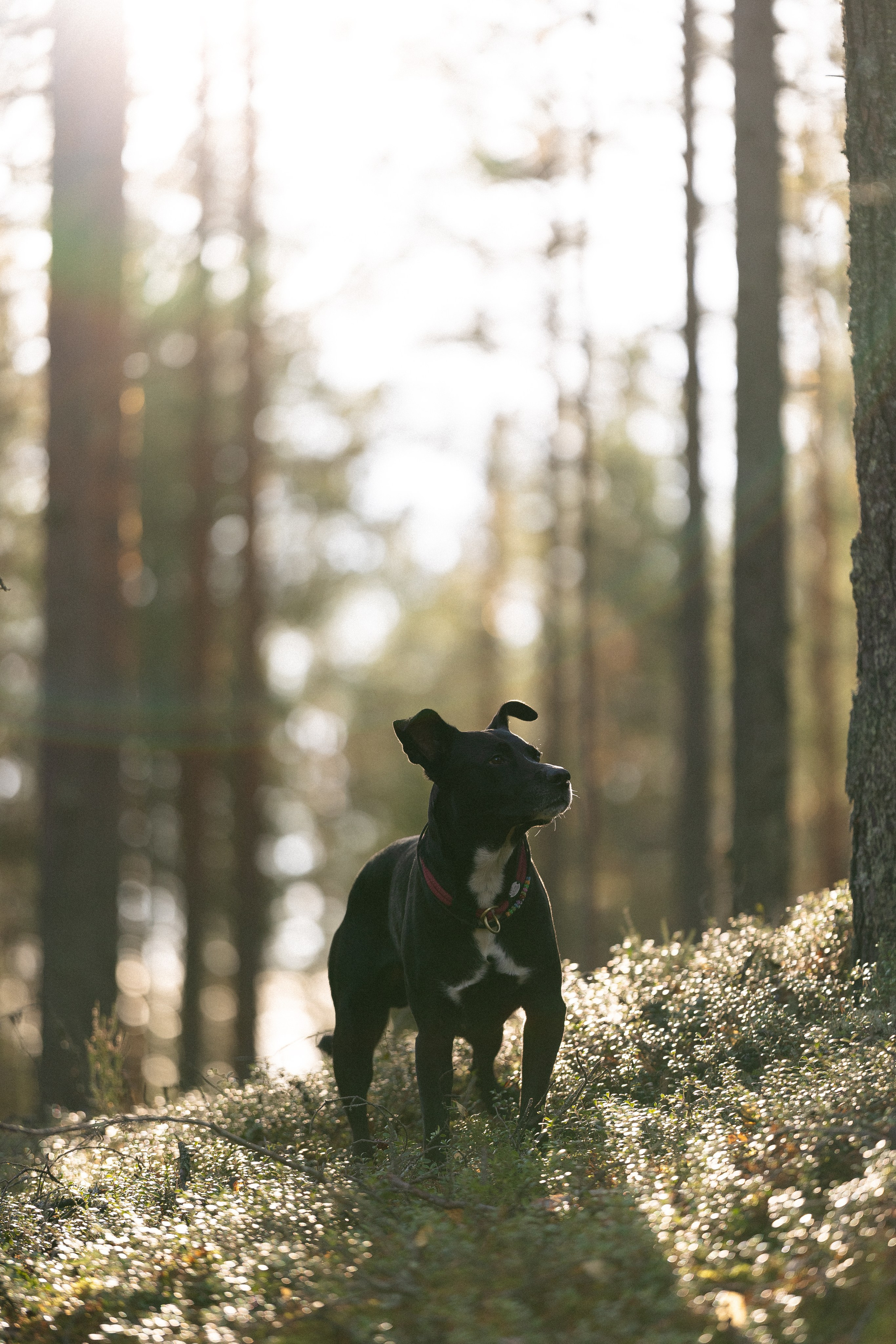 Karelia. Фотограф и видеограф анималист Аганина Дарья