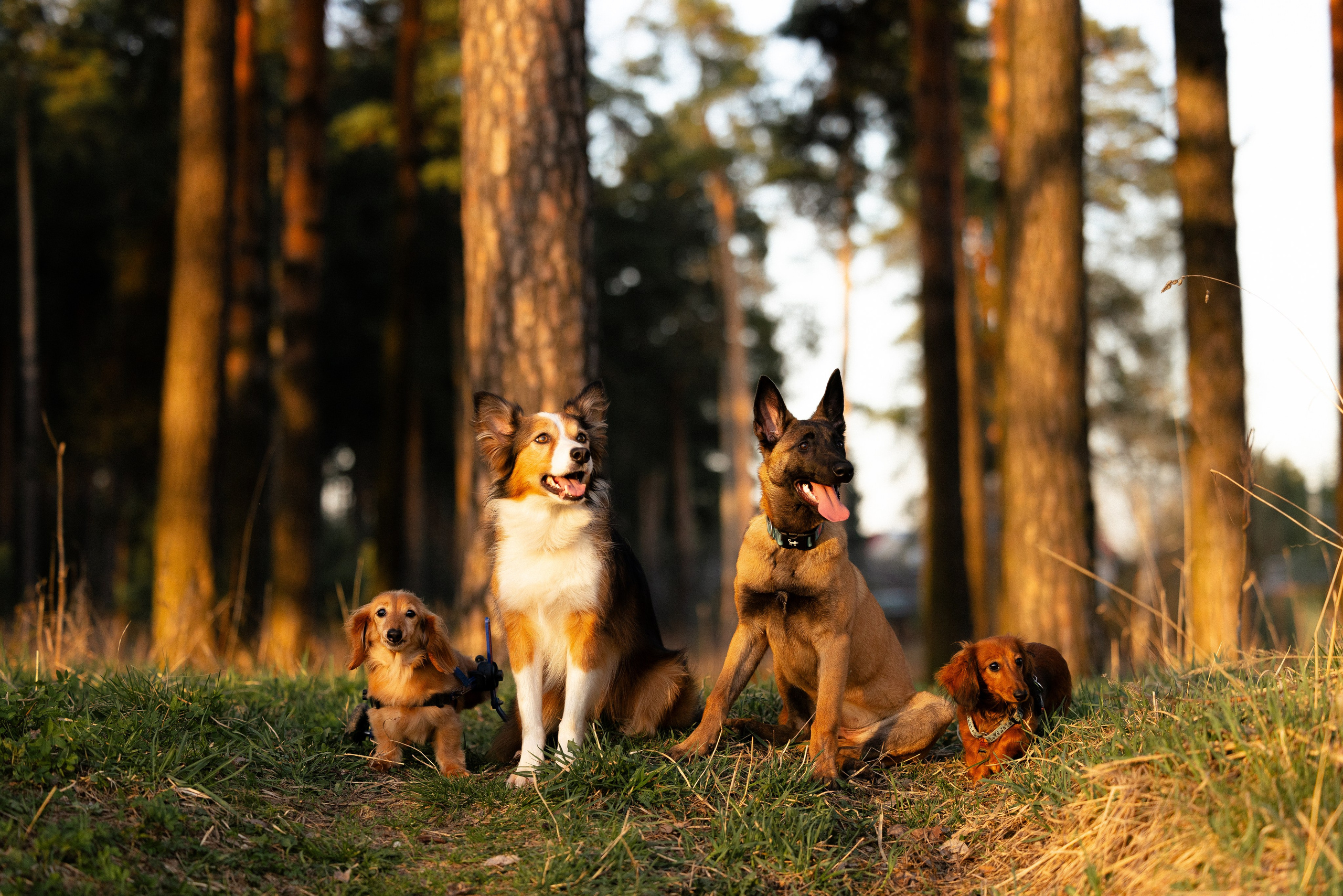 Разношерстная компания. Фотограф и видеограф анималист Аганина Дарья