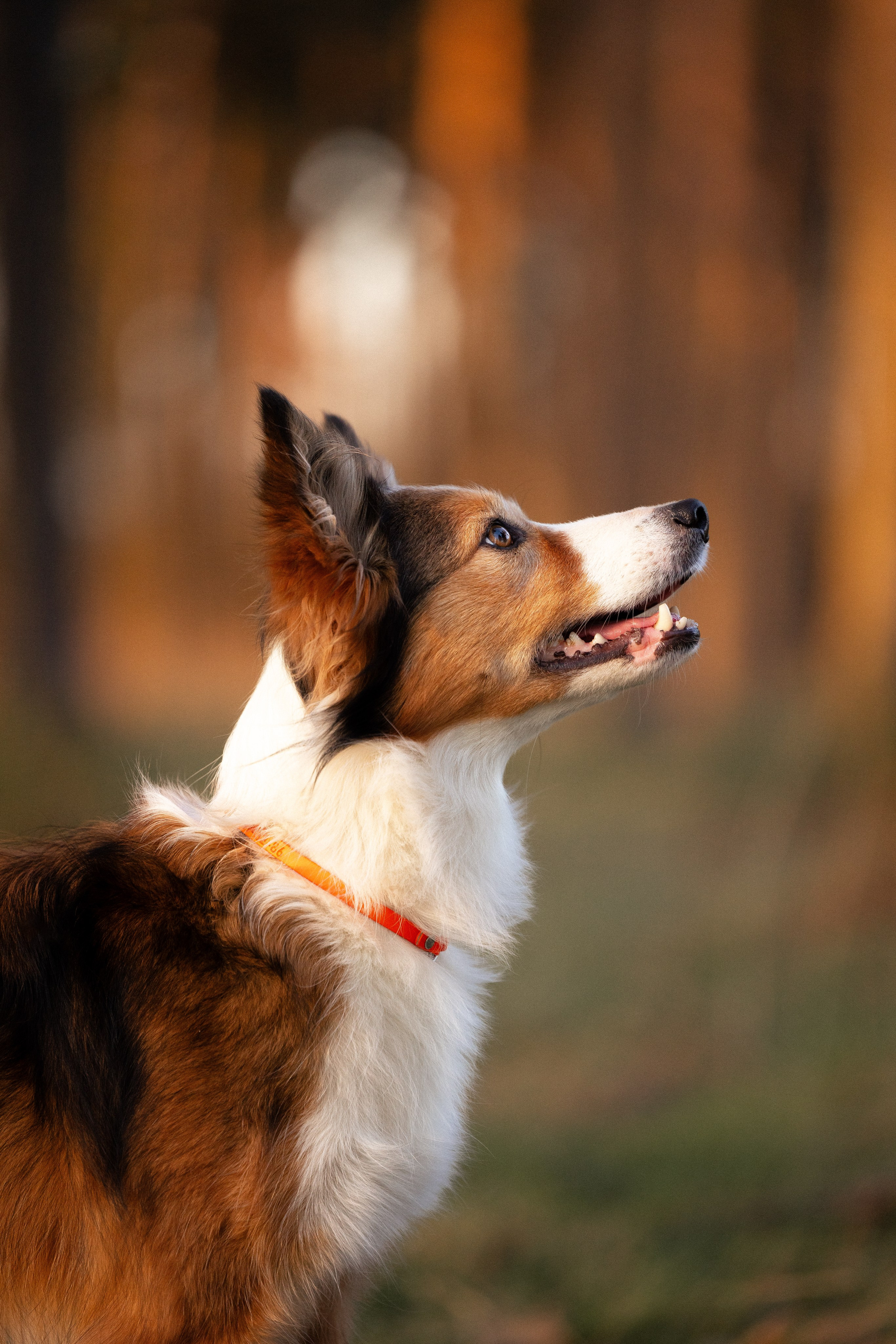 Разношерстная компания. Фотограф и видеограф анималист Аганина Дарья