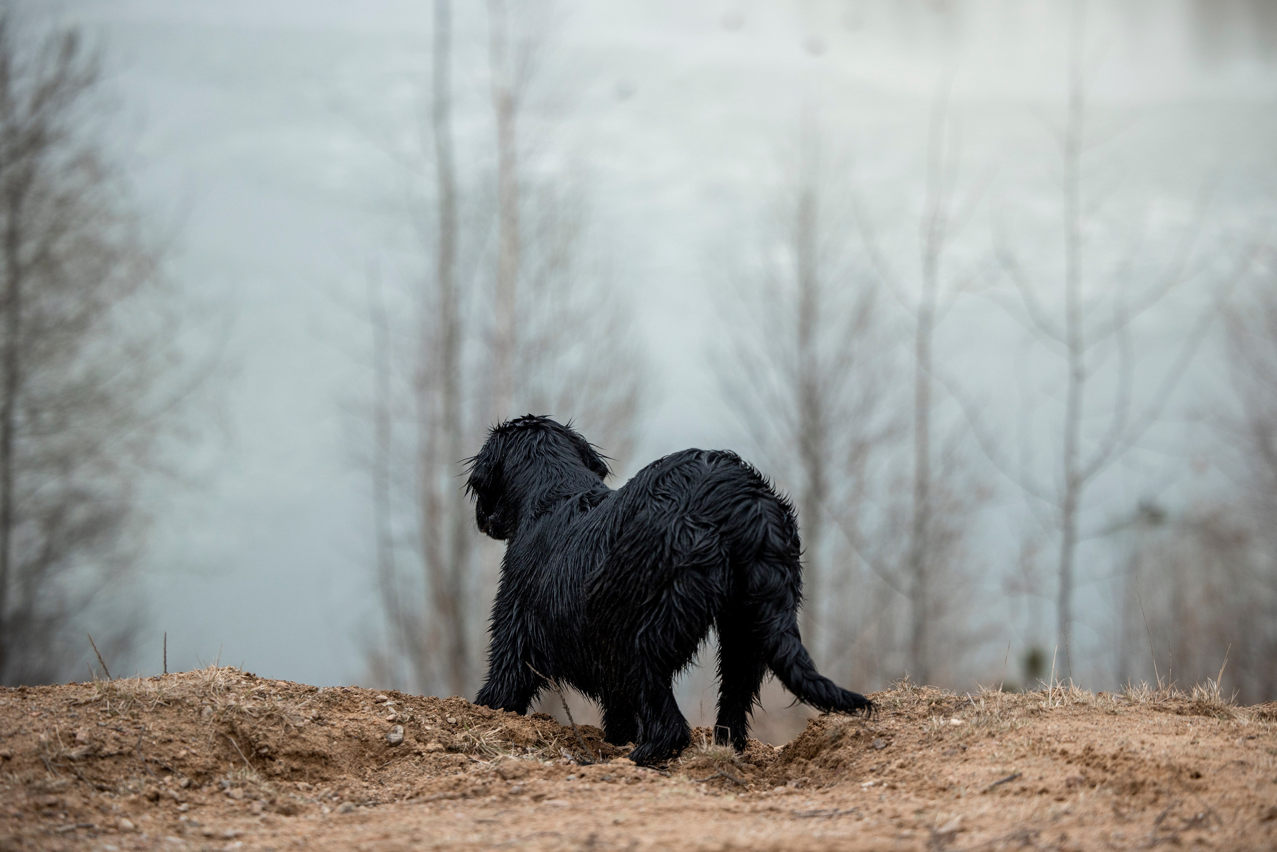 Ора, Ева, Рози и их семья. Фотограф — Анималист | Санкт-Петербург