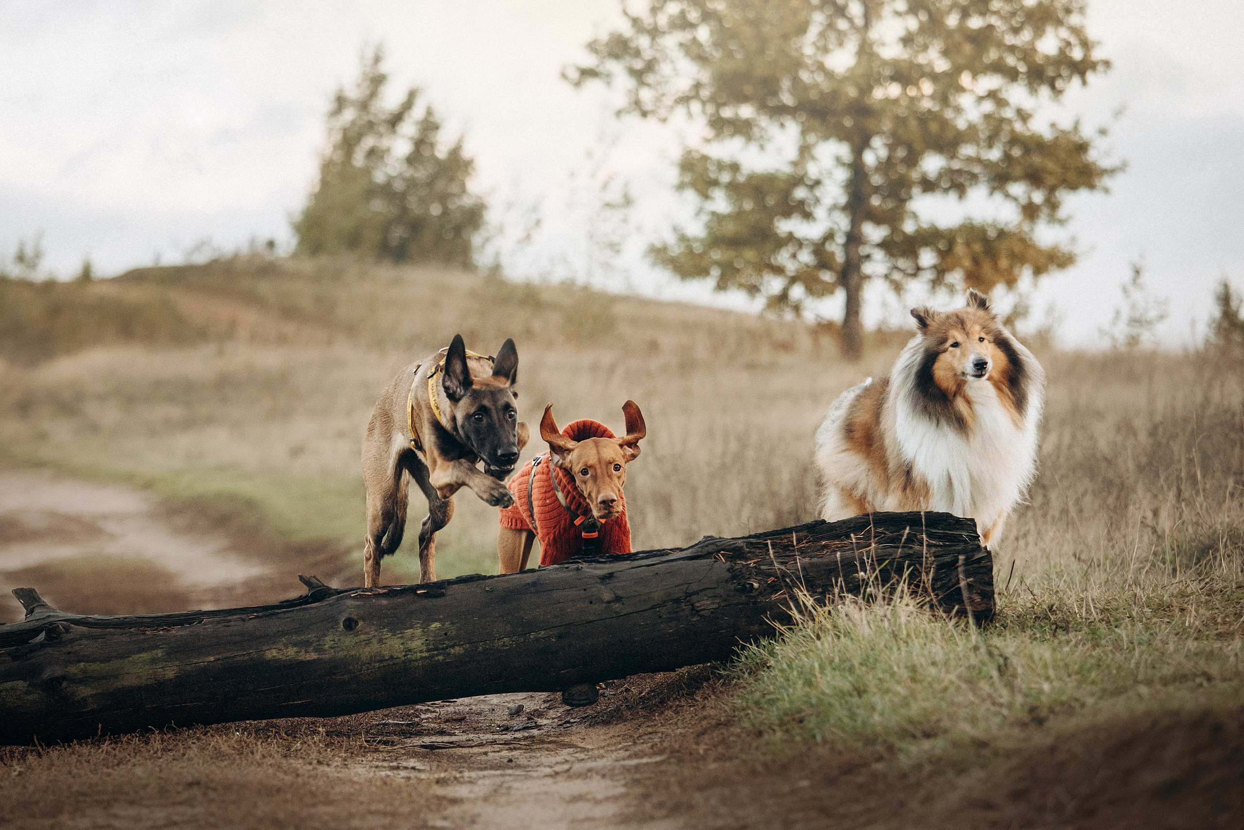 Трисс, Эста, Яся и их семья. Фотограф — Анималист | Санкт-Петербург