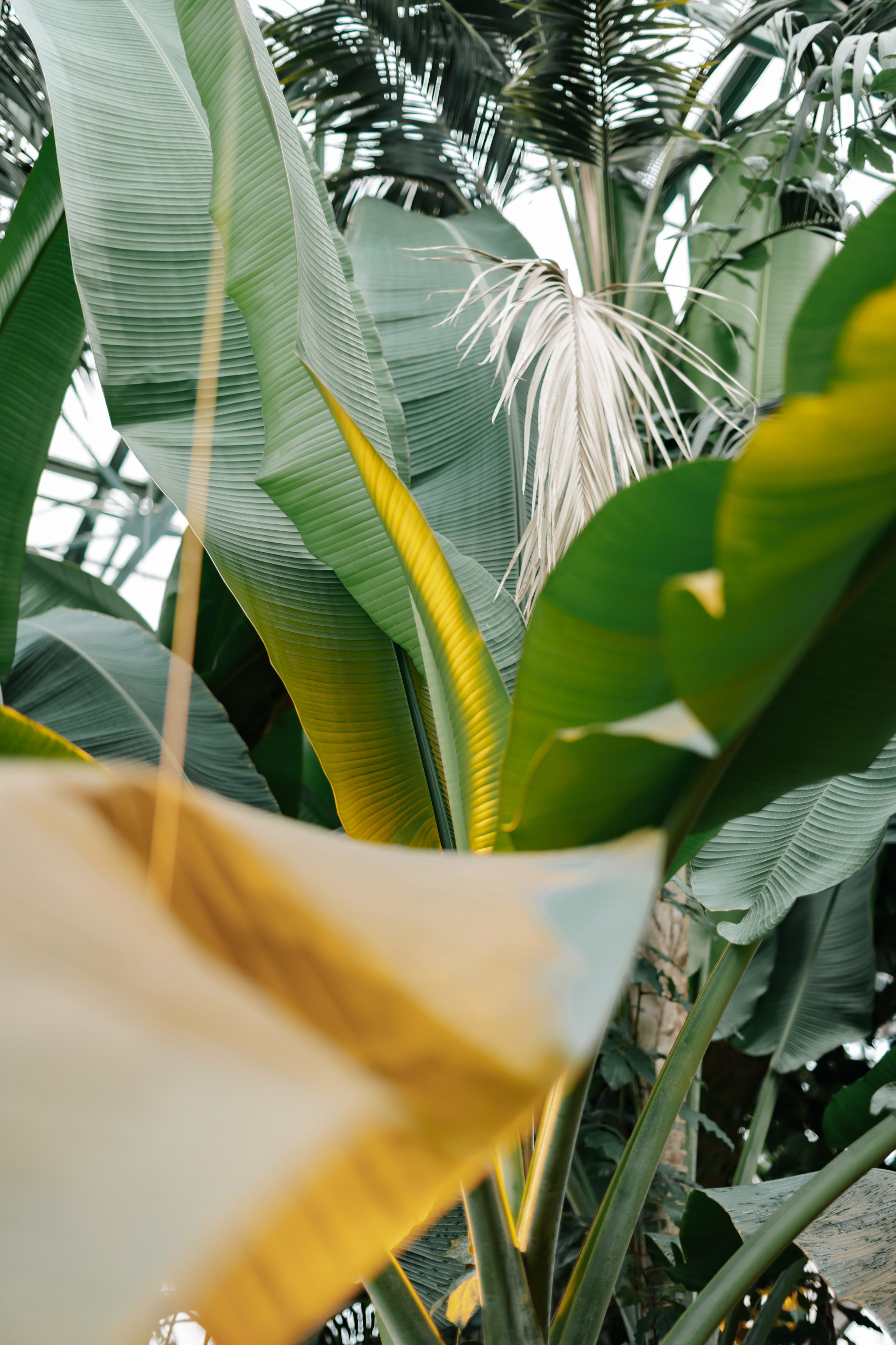 Виктория и Артем. Свадебный фотограф Москва Грузия Мотеюнайте Виктория