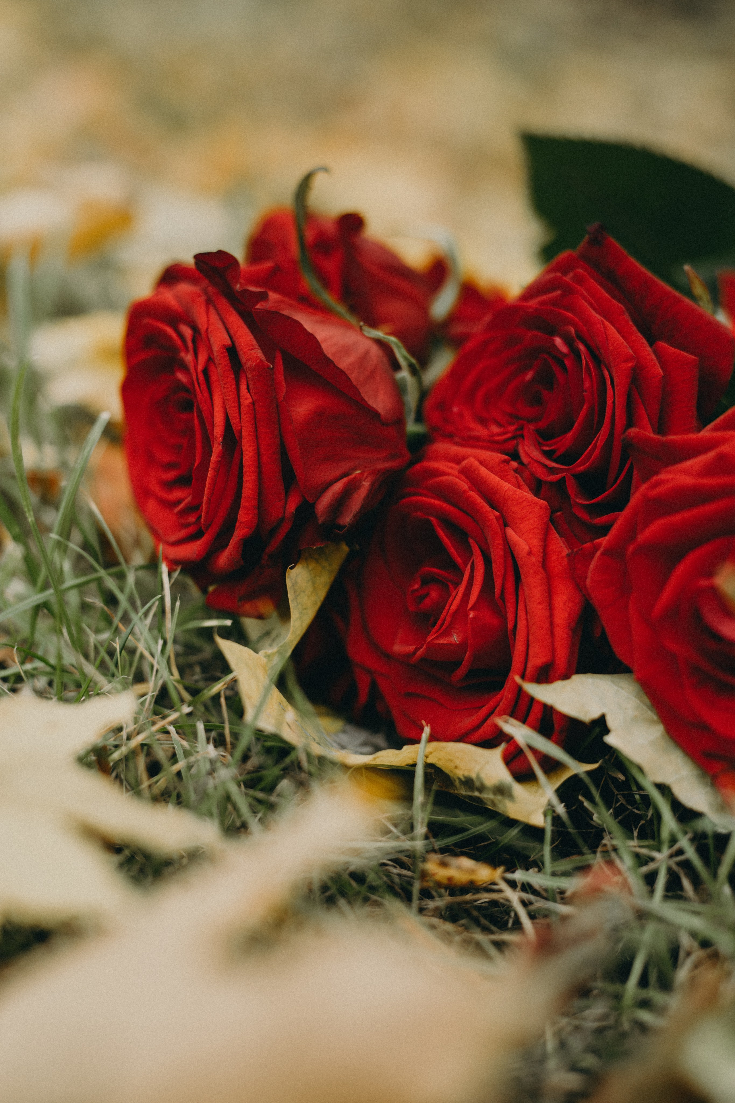 Елена. Осенняя фотопрогулка в семхоз пруду. Портретный и семейный фотограф в Саратове Елена Шустова