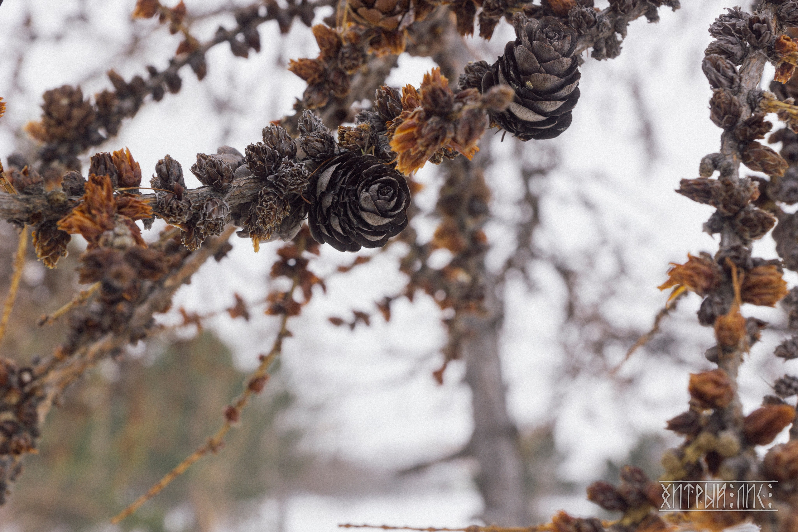 Байкал. Фотограф-путешественник Самойлов Максим «Sly Fox»