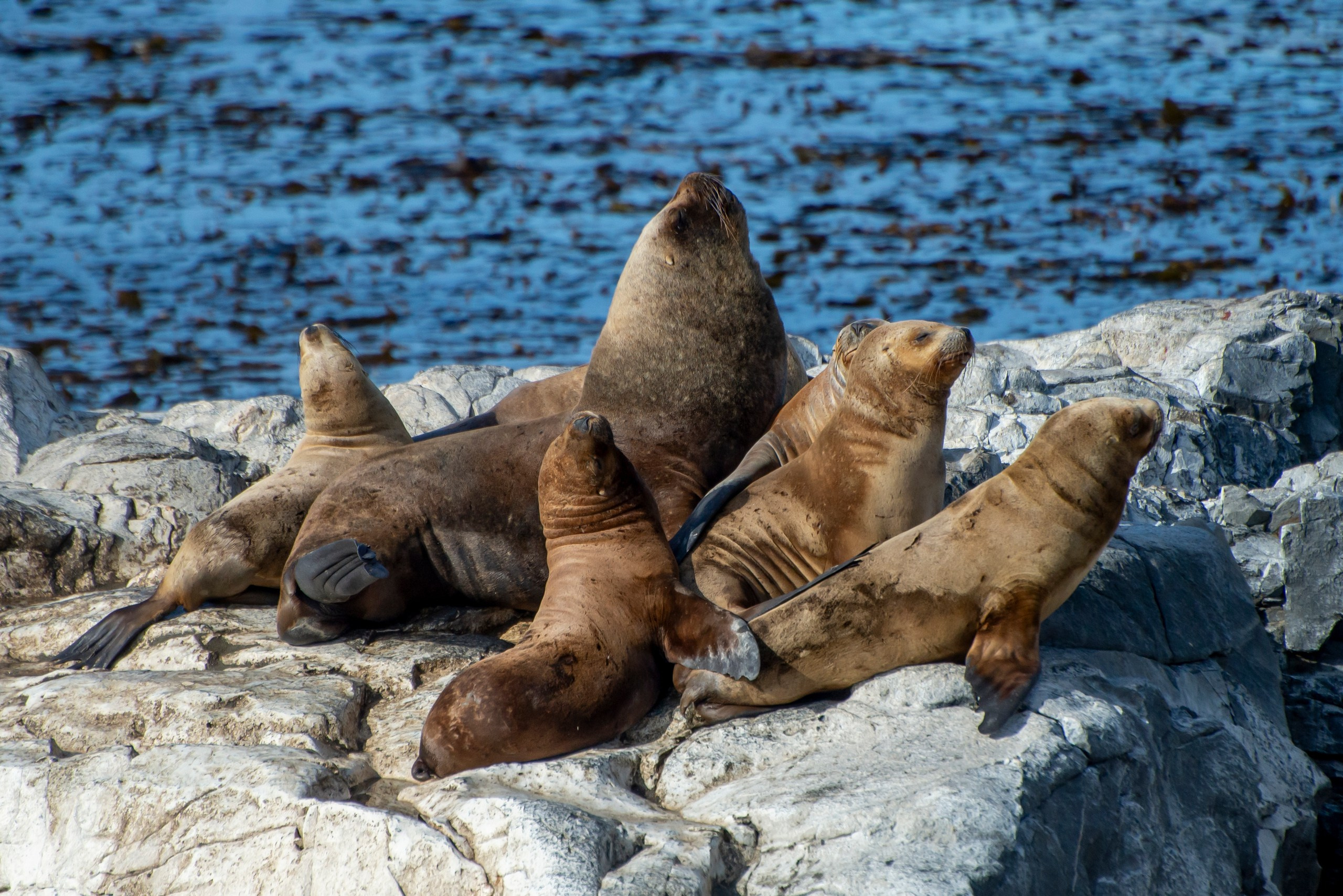 Пейзажный фотограф, Фотографии дикой природы. Foto-Zuev фотография как искусство