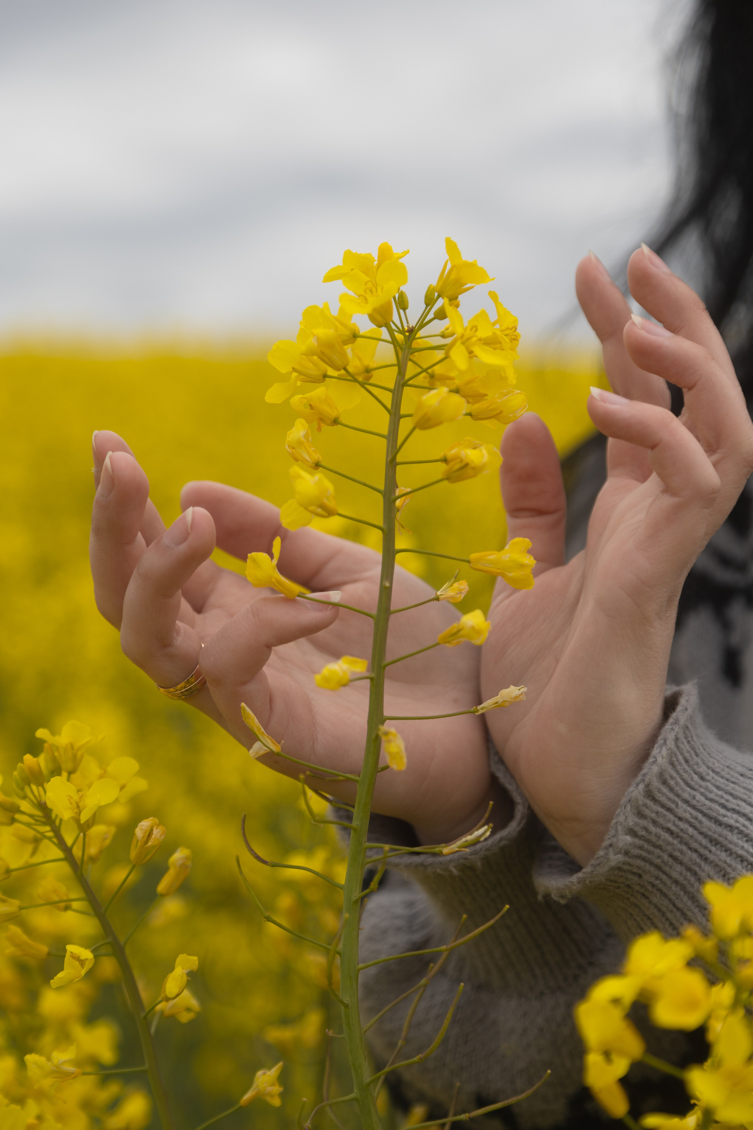 Полина Л — (Рапсовое поле). — Digital Noise —