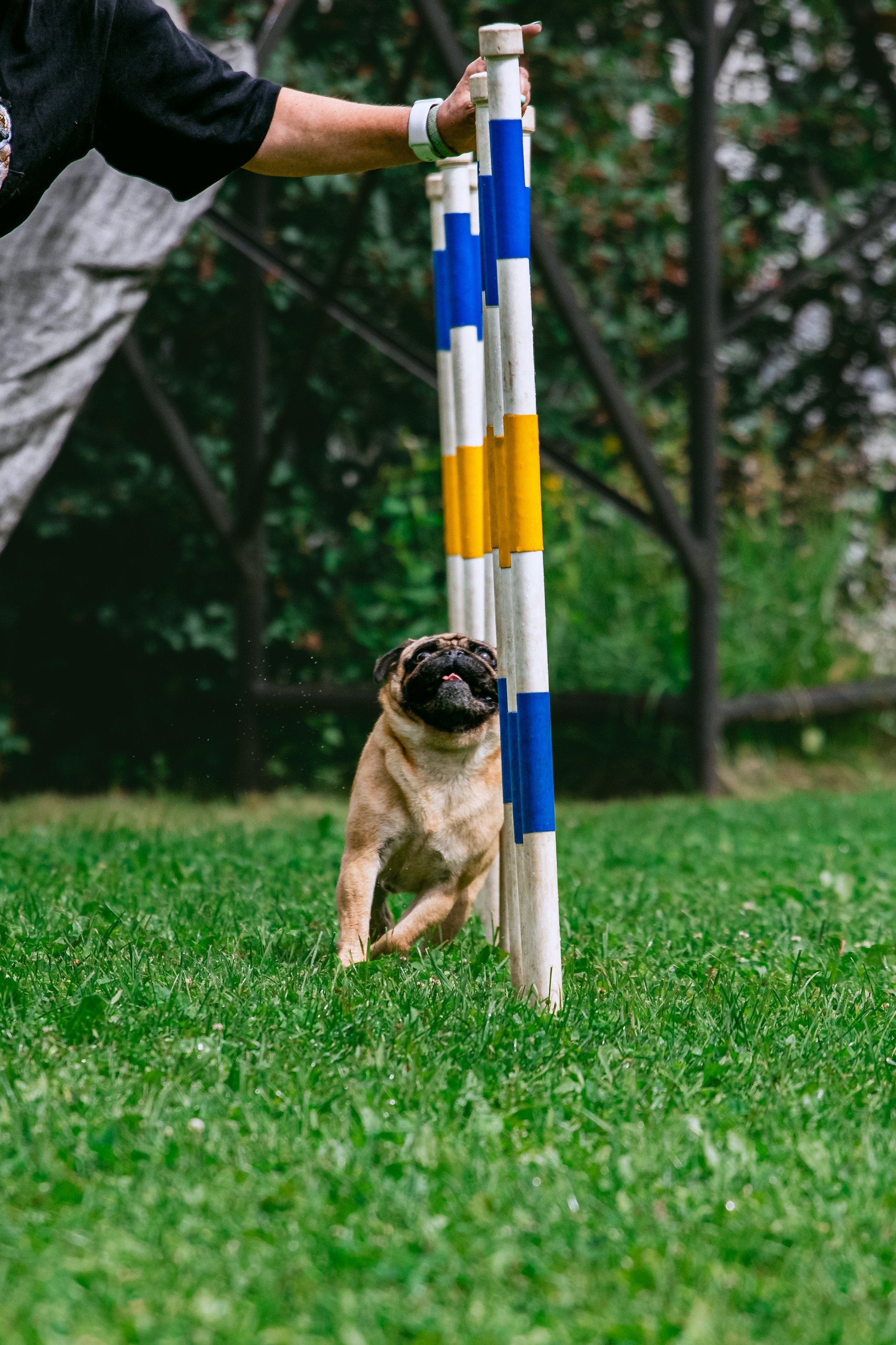 Соревнования по аджилити Долгопрудный 30.06.2025. Фотограф-анималист Татьяна Степанова