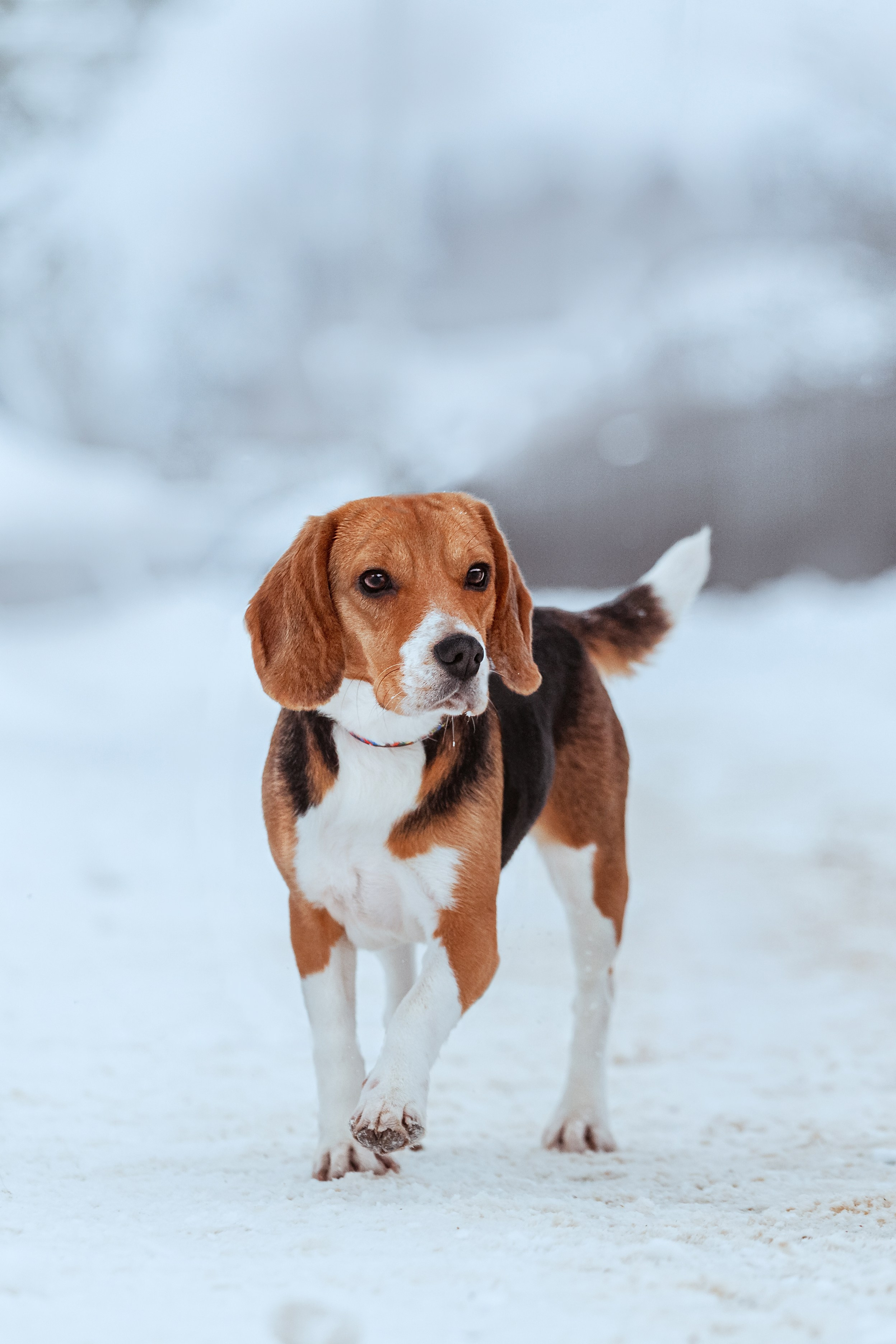 Дом для Биглей 2023. Фотограф-анималист Татьяна Степанова