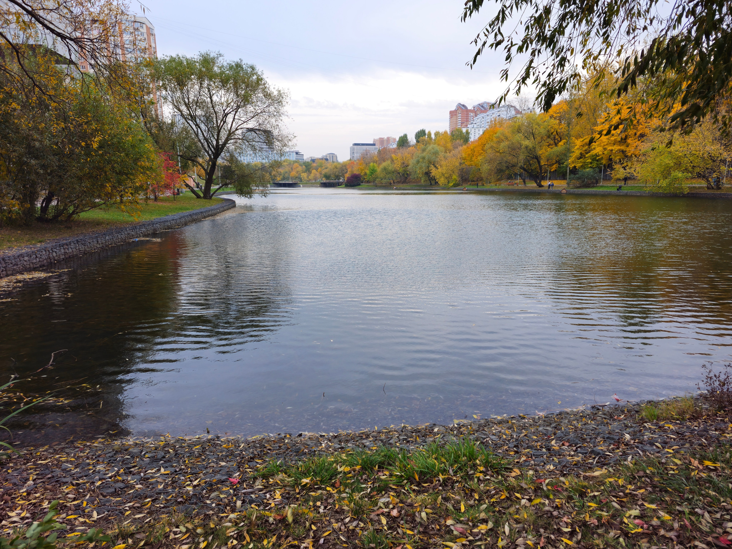 Осенний пейзаж городского пруда. Панорамный вид на тихий городской водоем, окруженный деревьями с осенней листвой (желтой и зеленой). На горизонте видны многоэтажные жилые дома. Широкий вид на спокойный пруд в городском парке, окруженный осенними деревьями и современными зданиями на заднем плане.