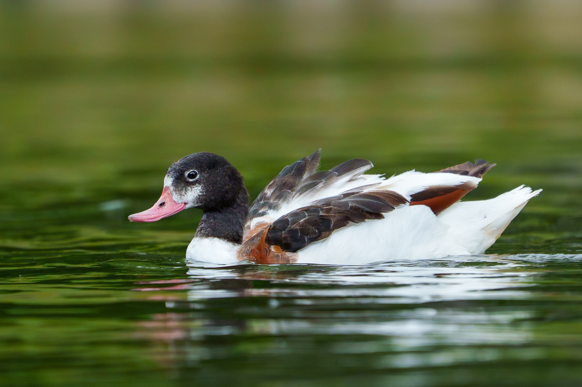 Удивительные мир птиц. Вокруг нас столько прекрасного — присмотритесь!. Ваш личный фотограф Марина Волкова