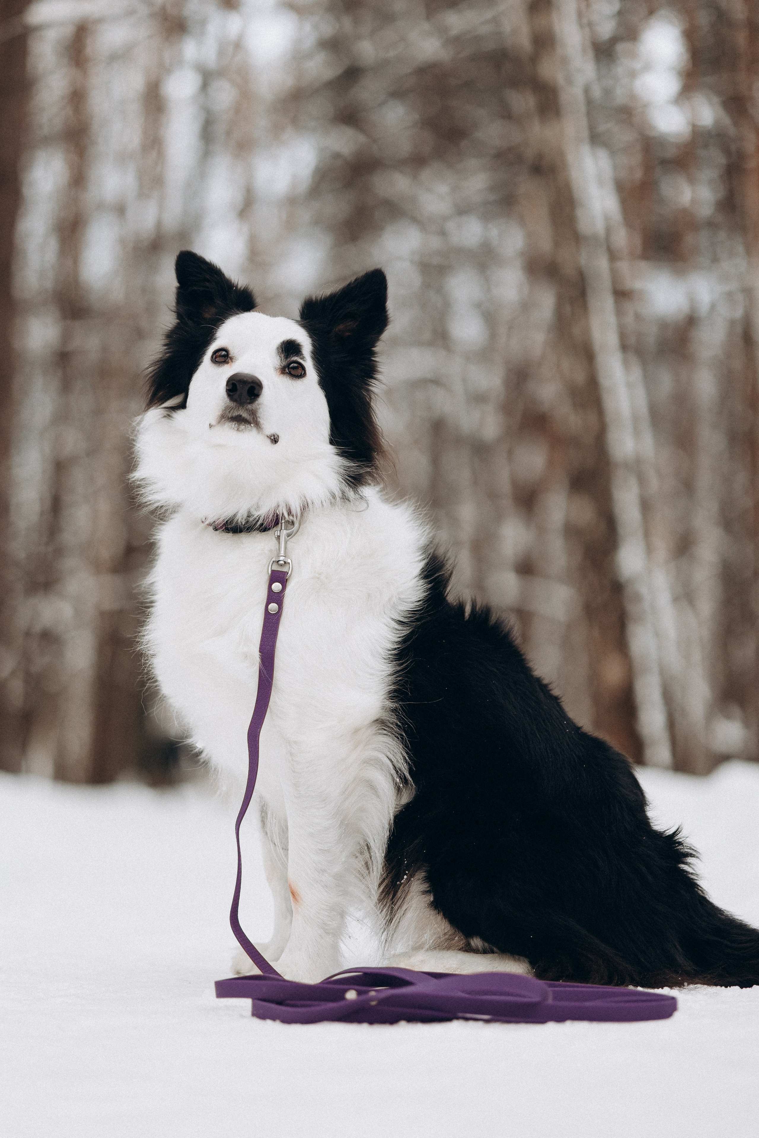 Амуниция «Бобик» 2. Фотораф — анималист Мария Шистка