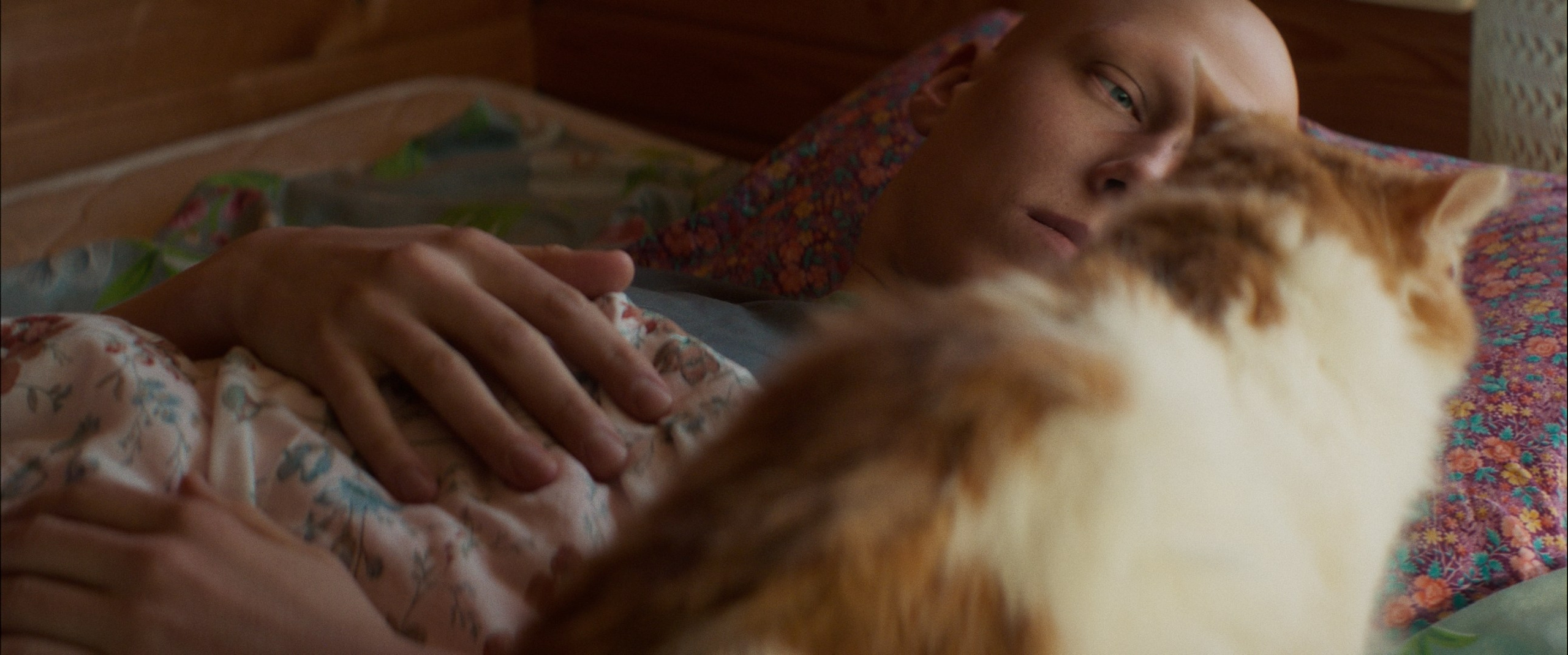 Мяу! (short film). Цветокоррекция видео онлайн Иван Сержанов