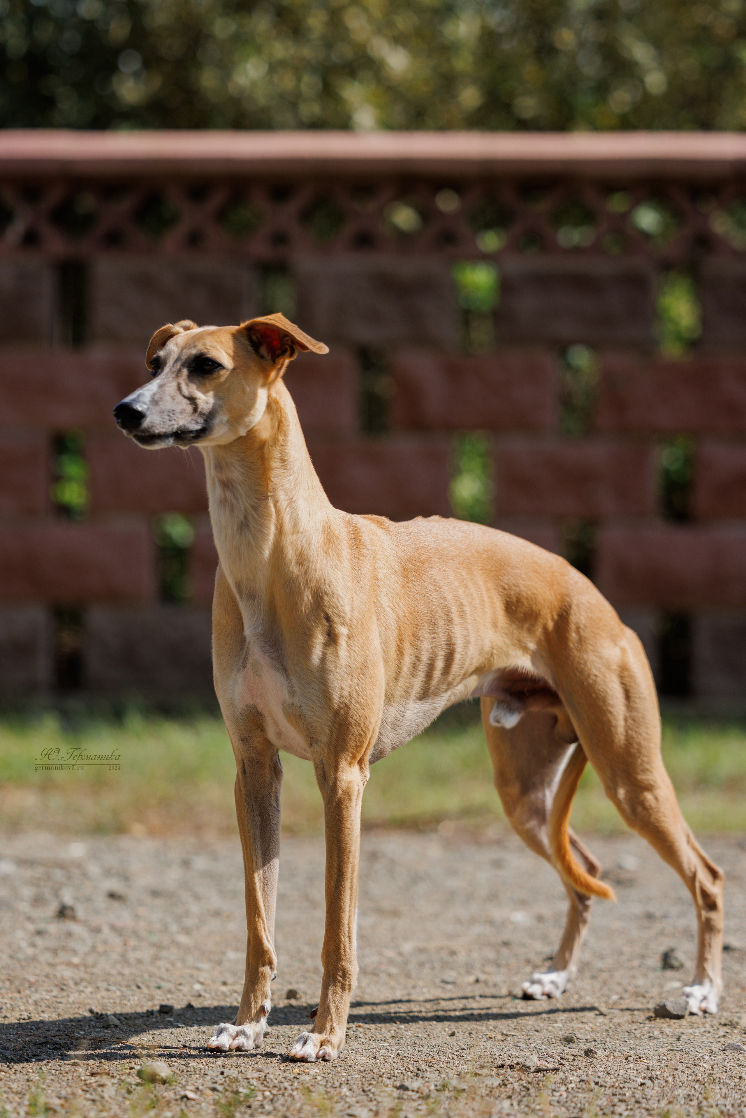 Астана 2хCACIB 17-18.08.2024. Фотограф-анималист Юлия Германика