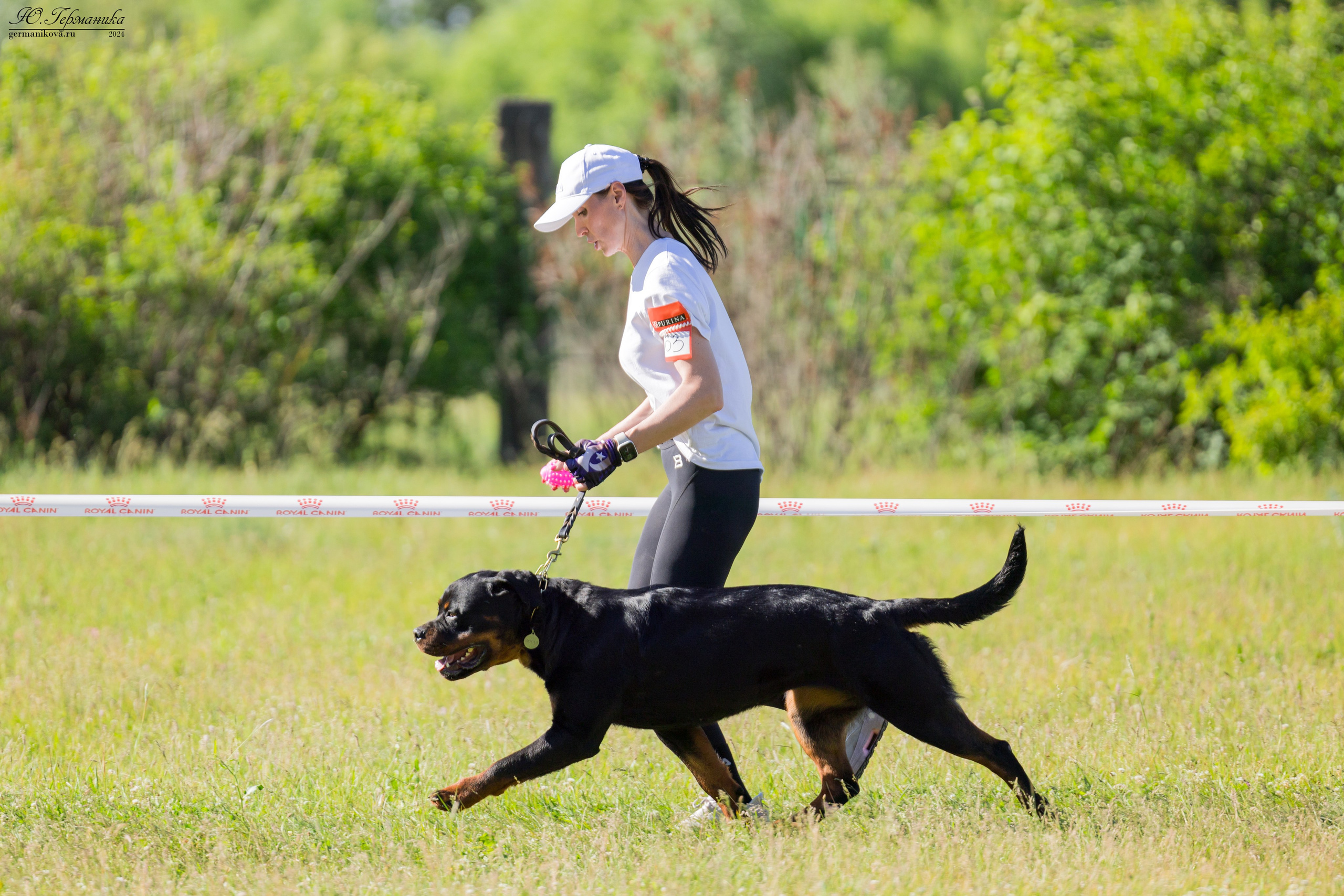 Воронеж моно ротвейлеров 25-26.05.2024. Фотограф-анималист Юлия Германика