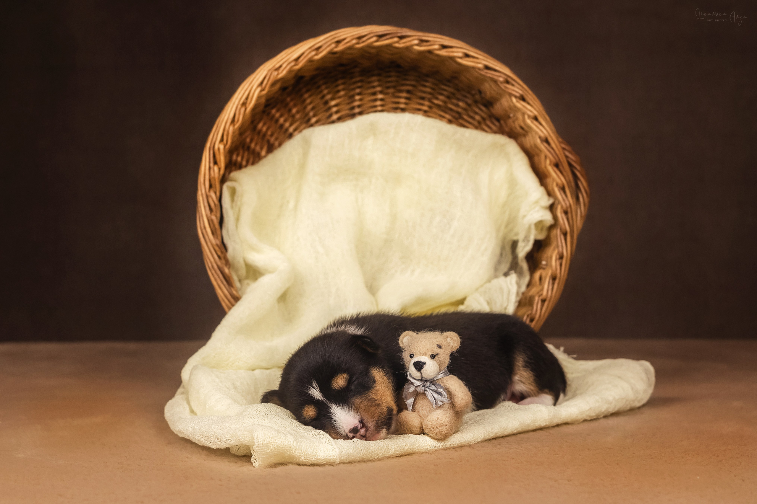 Басеньки. Фотограф анималист Аня Ливанова | Рыбинск