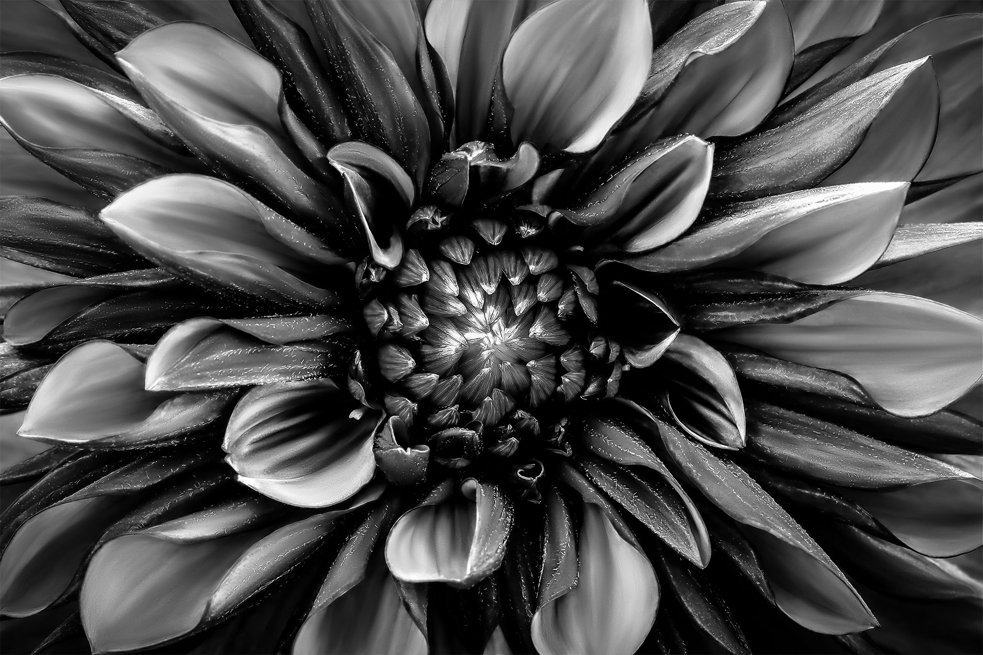 MONOCHROME GARDEN. Eirene G |  Photoartist | Flowers from my garden