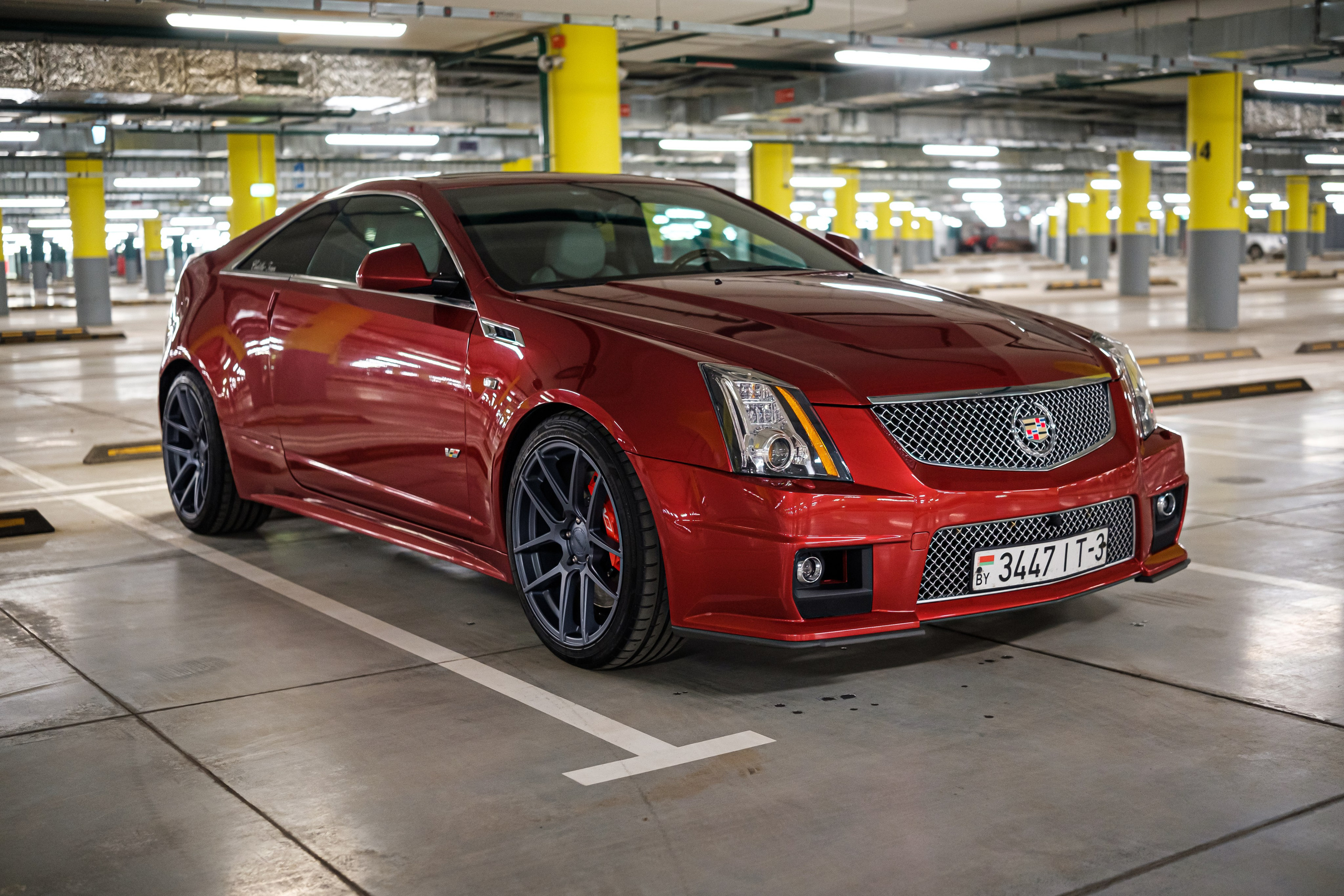 Кэдди. Алексей Никифоров фотограф Москва, Химки