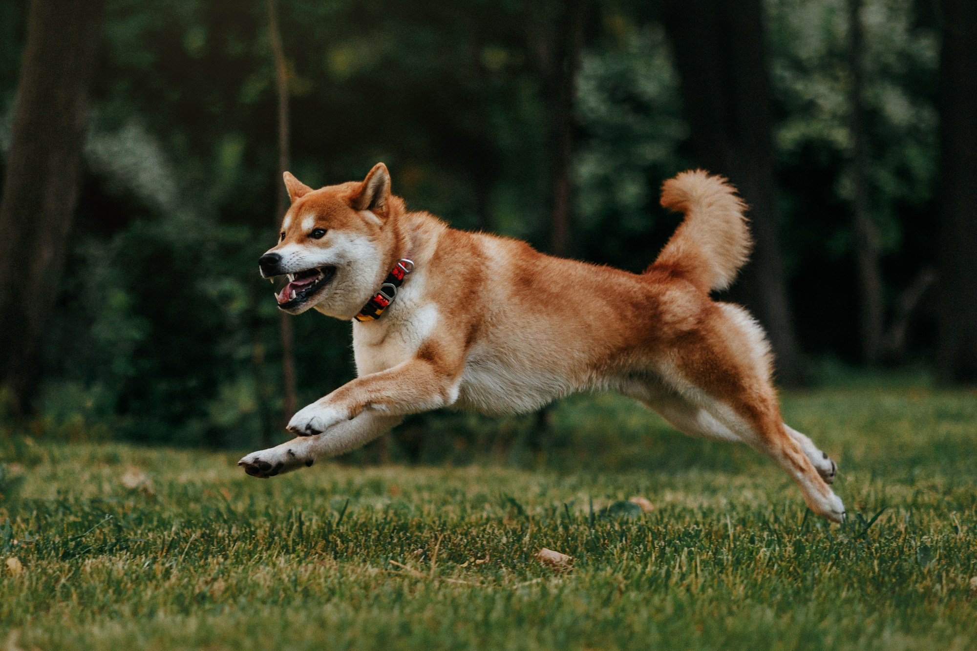 Аня, Влад и Ики. Фотограф-анималист Елена Радченко, Москва