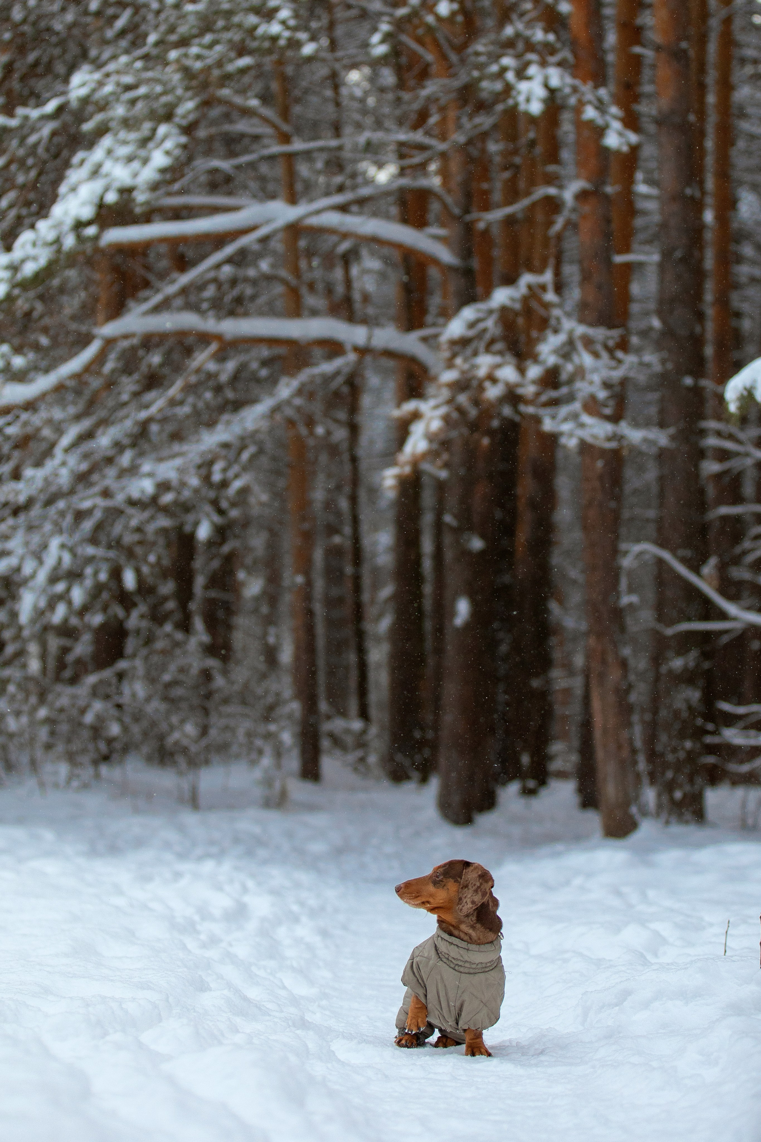 Собаки. Конный фотограф Валынкина Лера