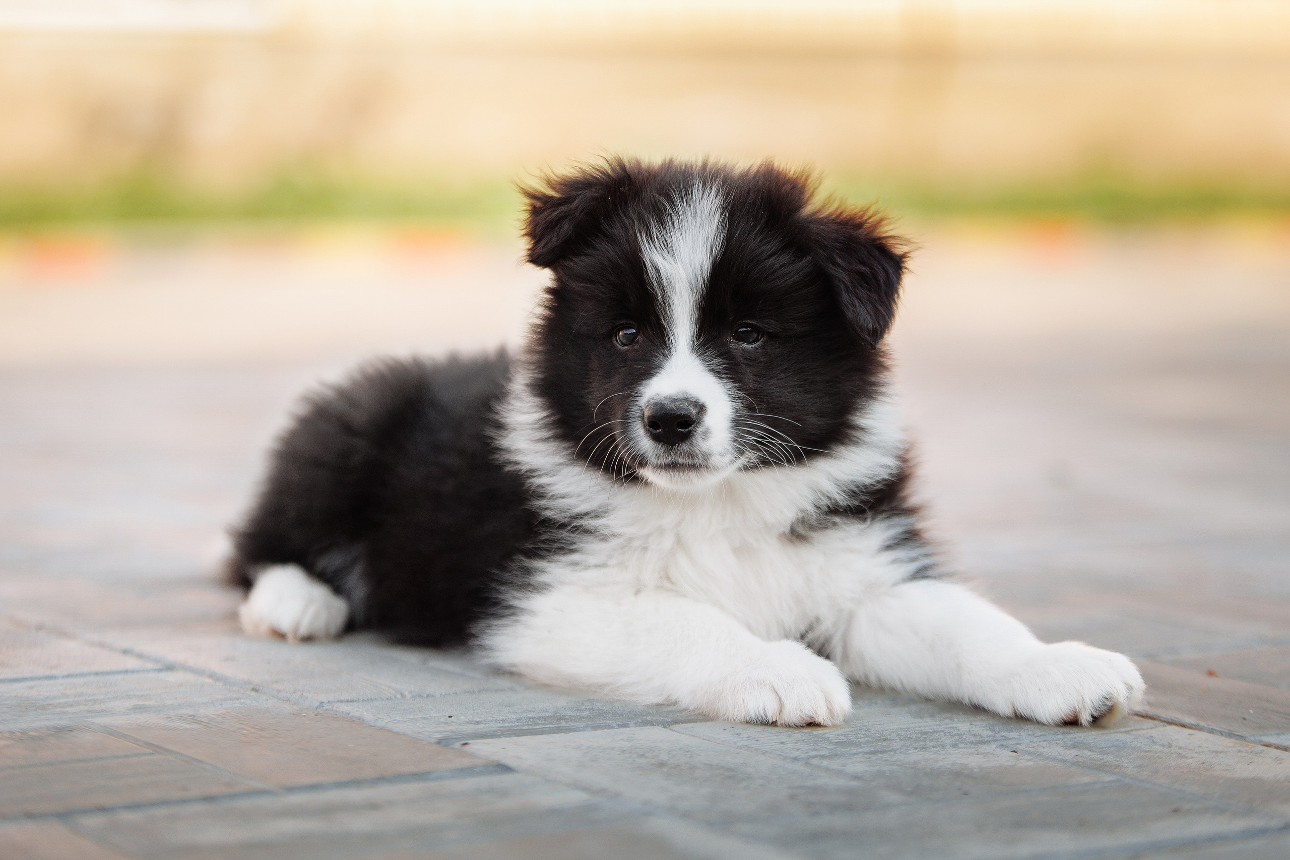 Пушистое. О нас