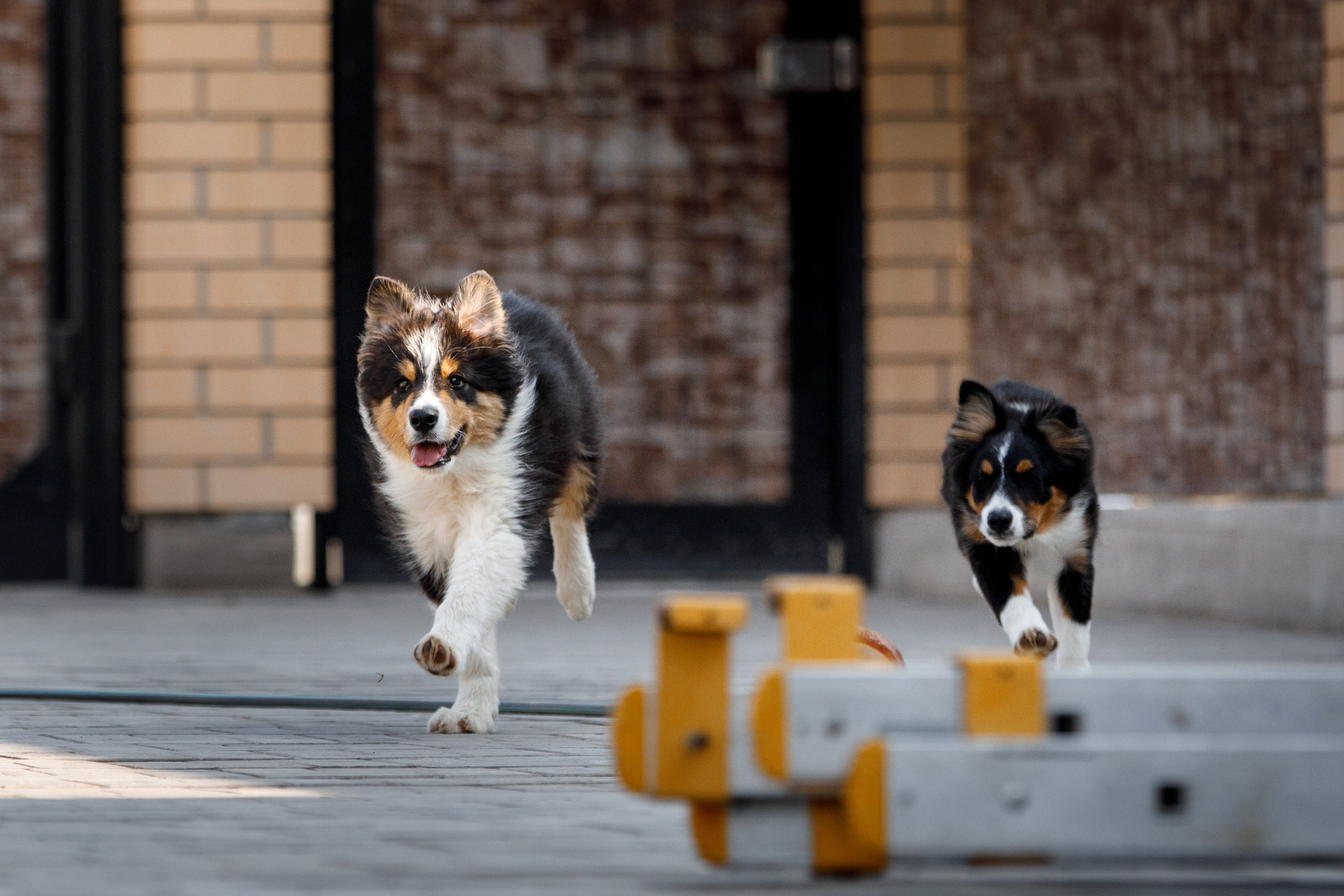 Смешарики. О нас