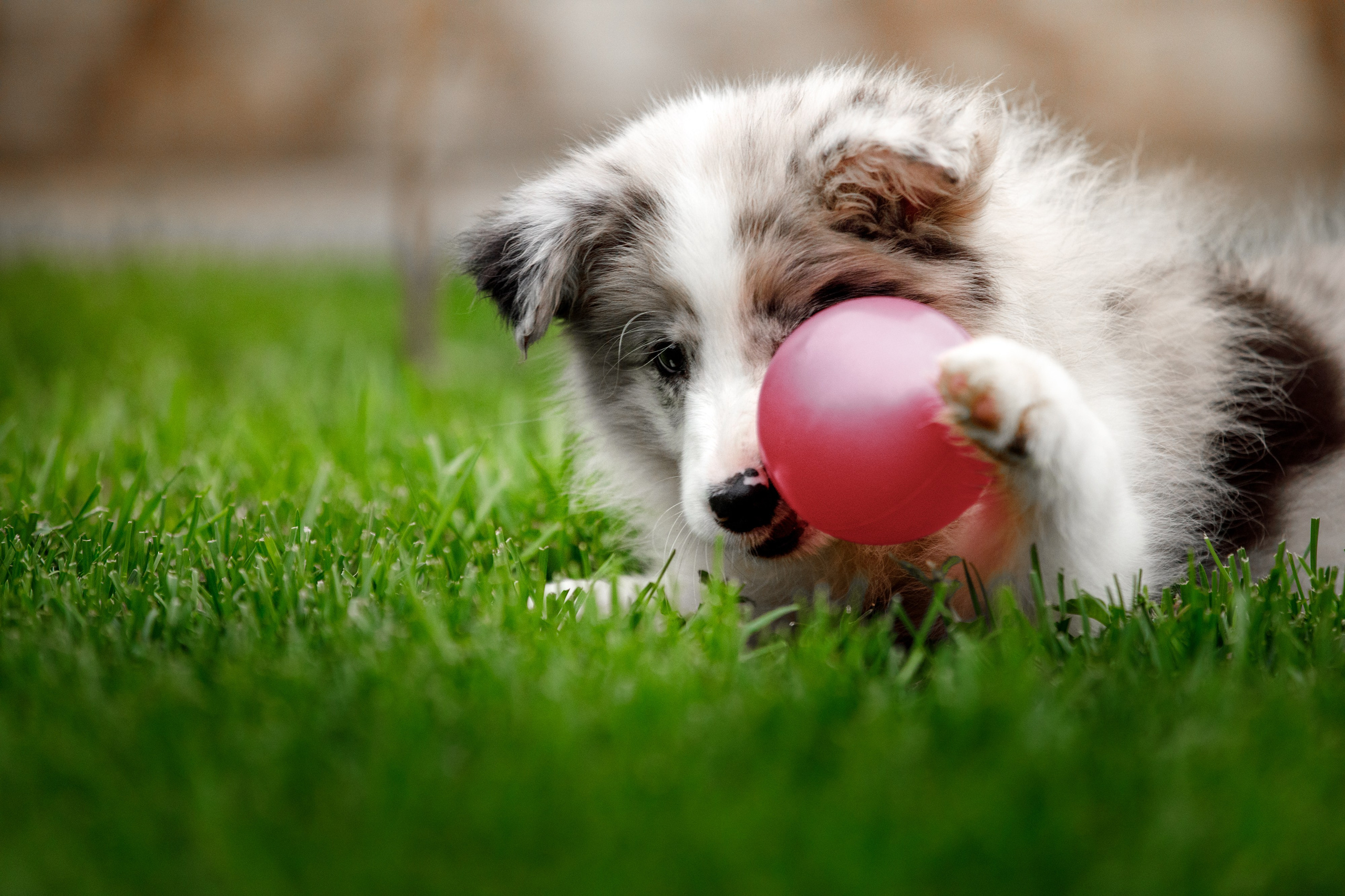 Болтовня в саду. О нас