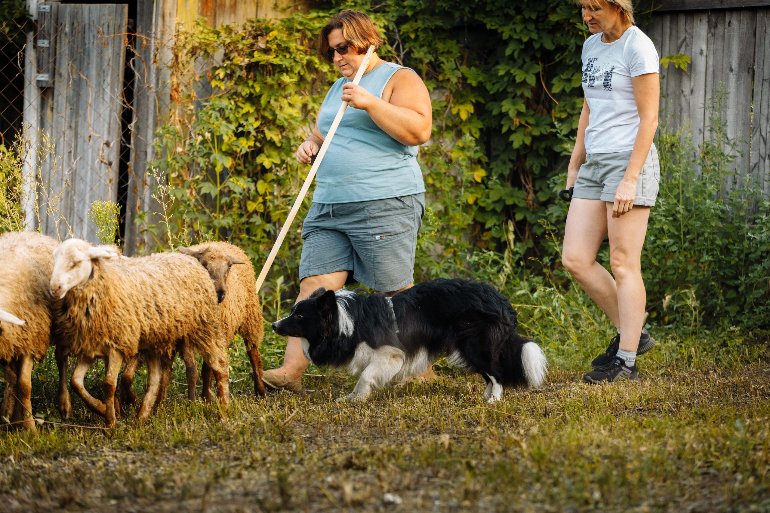 Овечий день. О нас