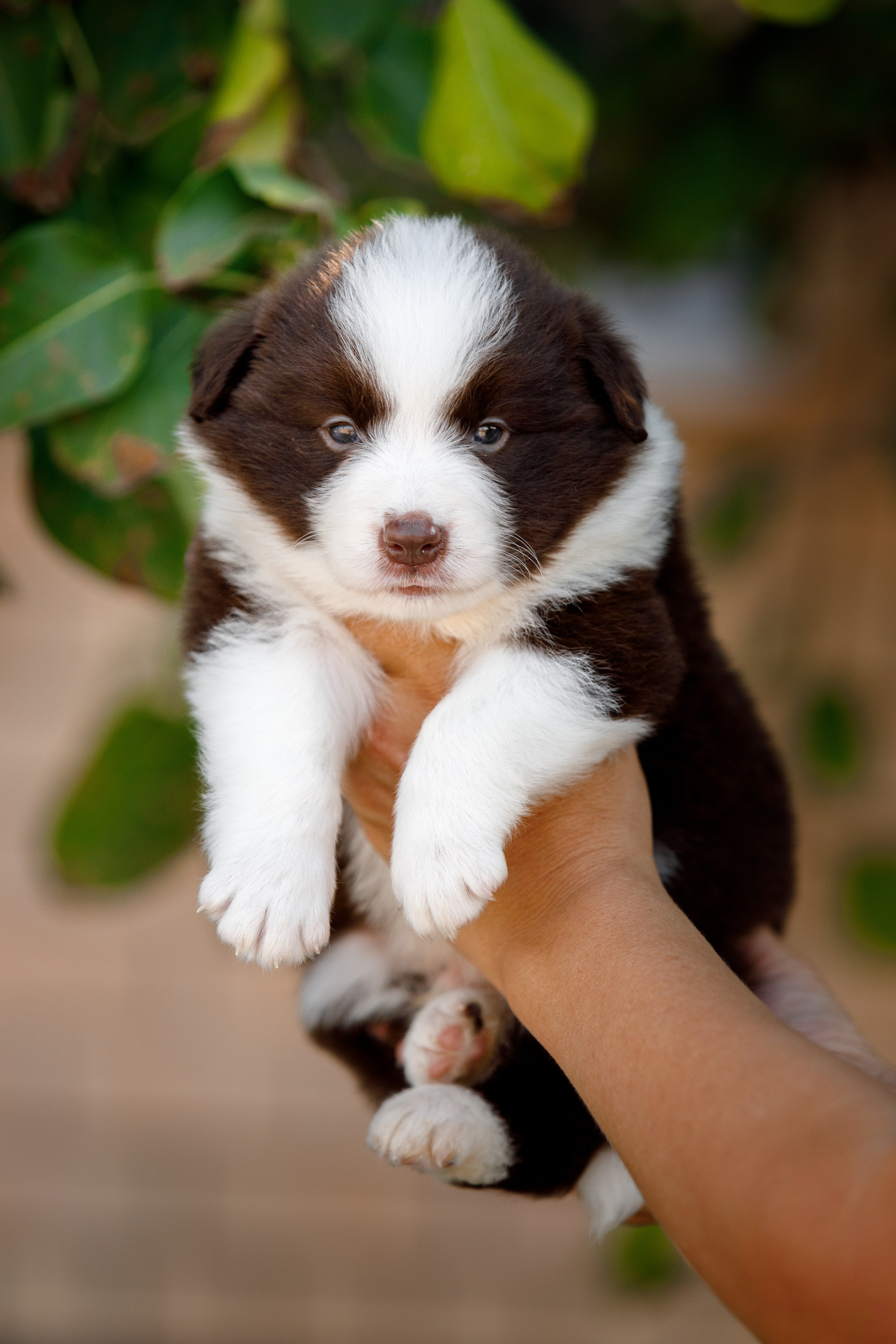 Смешарики. О нас