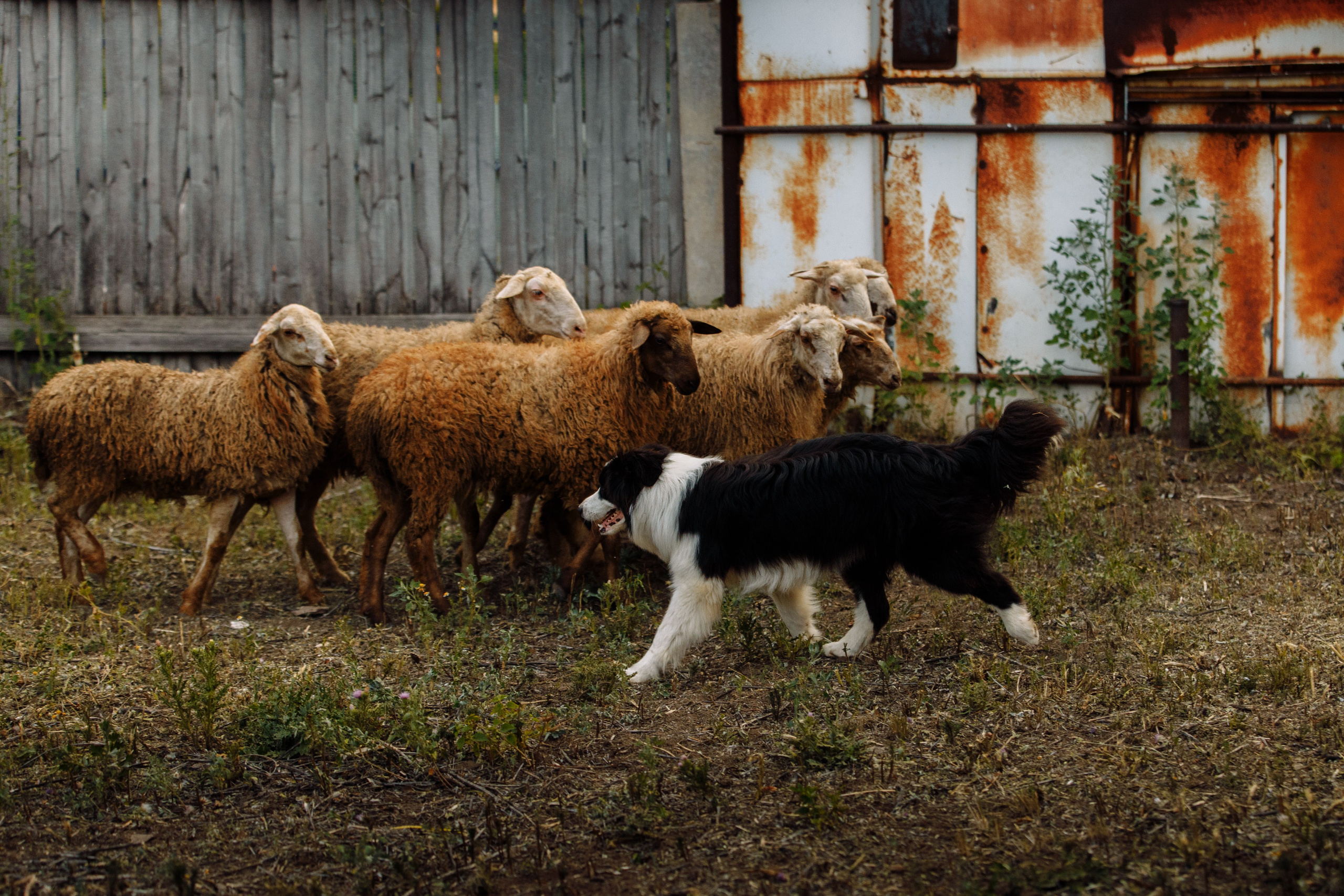 Овечий день. О нас