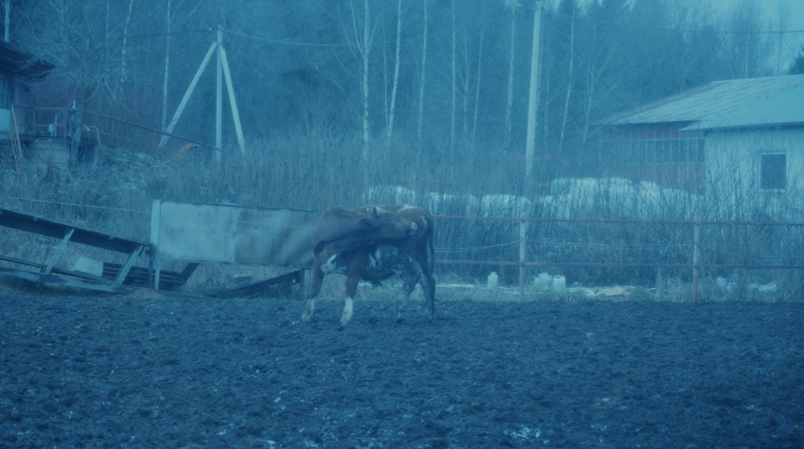 If you become human, who will swim for you. Tokcolor