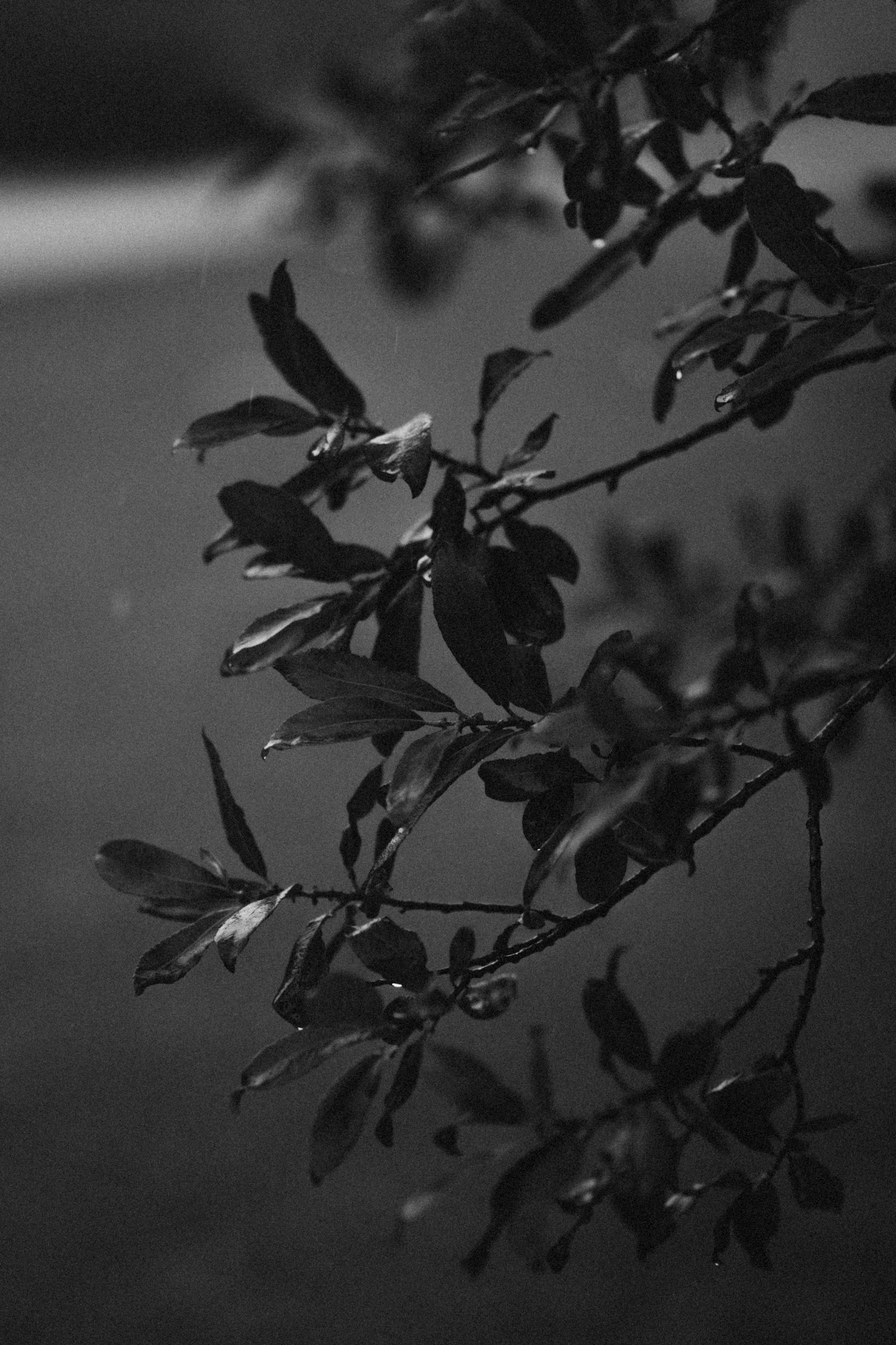 Чёрно-белая фотосессия в дождь