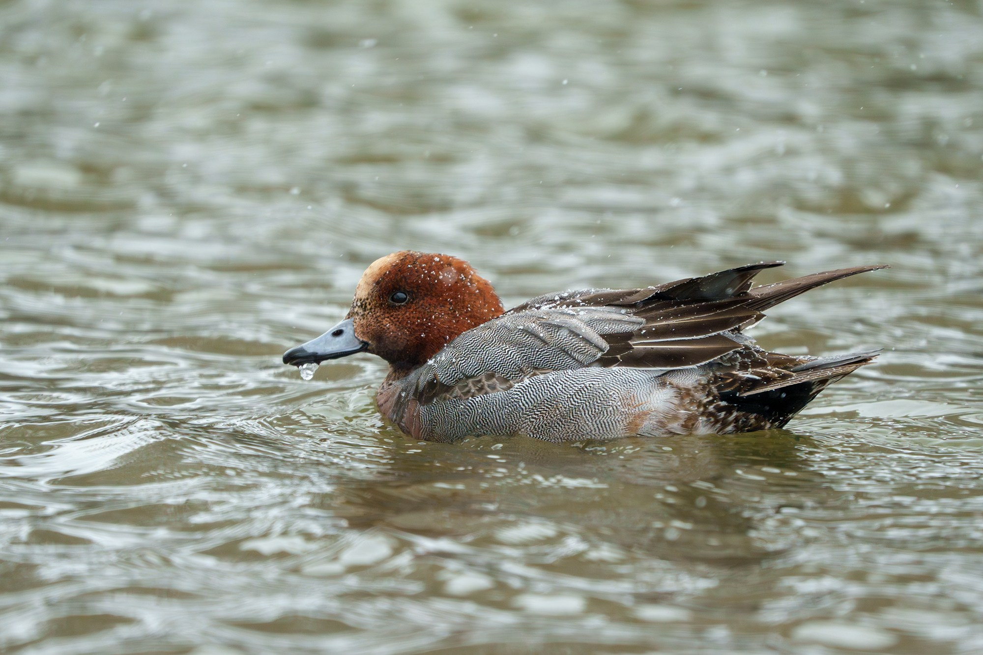 Удивительные мир птиц. Вокруг нас столько прекрасного — присмотритесь!. Ваш личный фотограф Марина Волкова