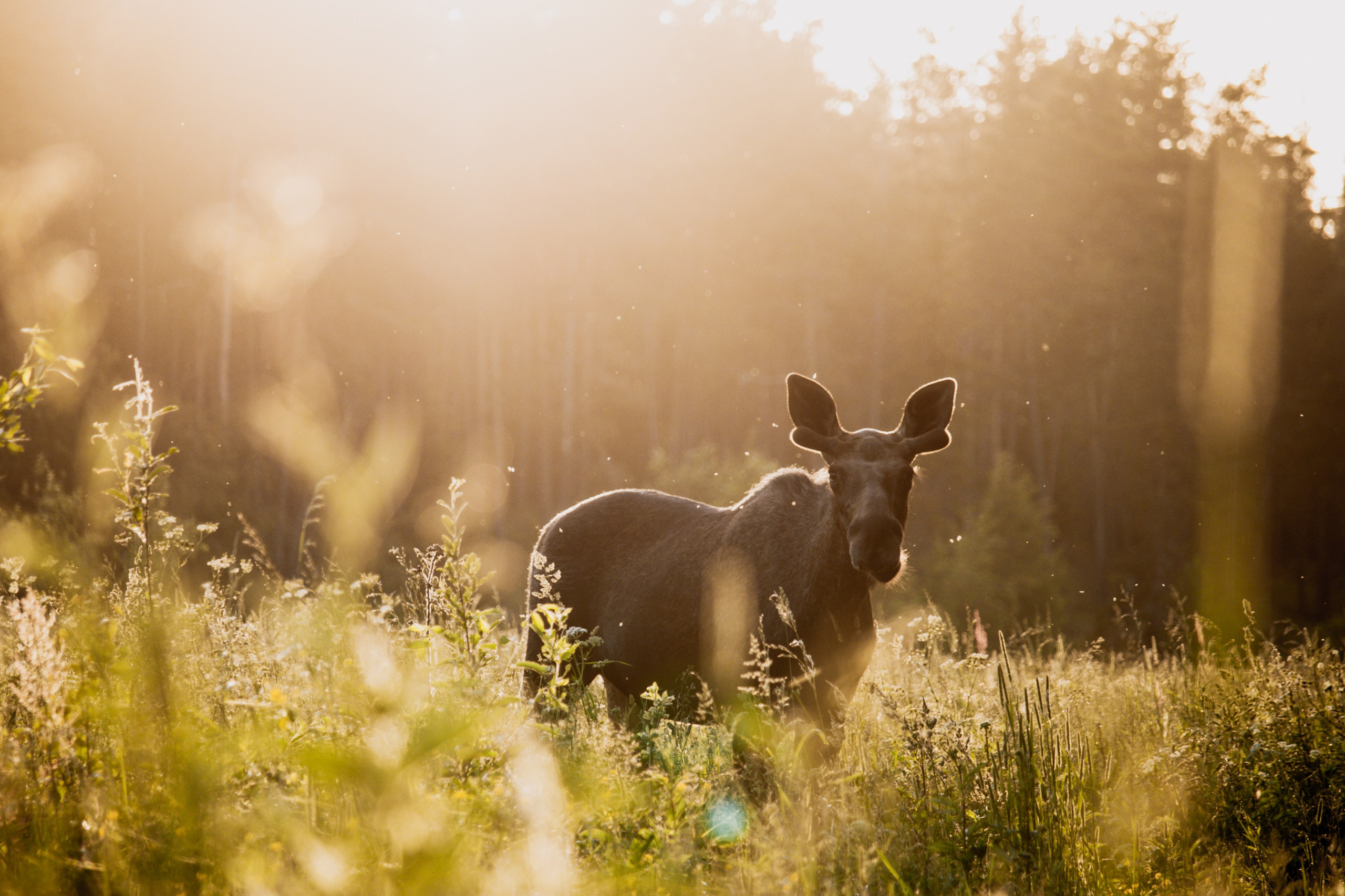 Природа. Трандин Иван Фотограф СПб