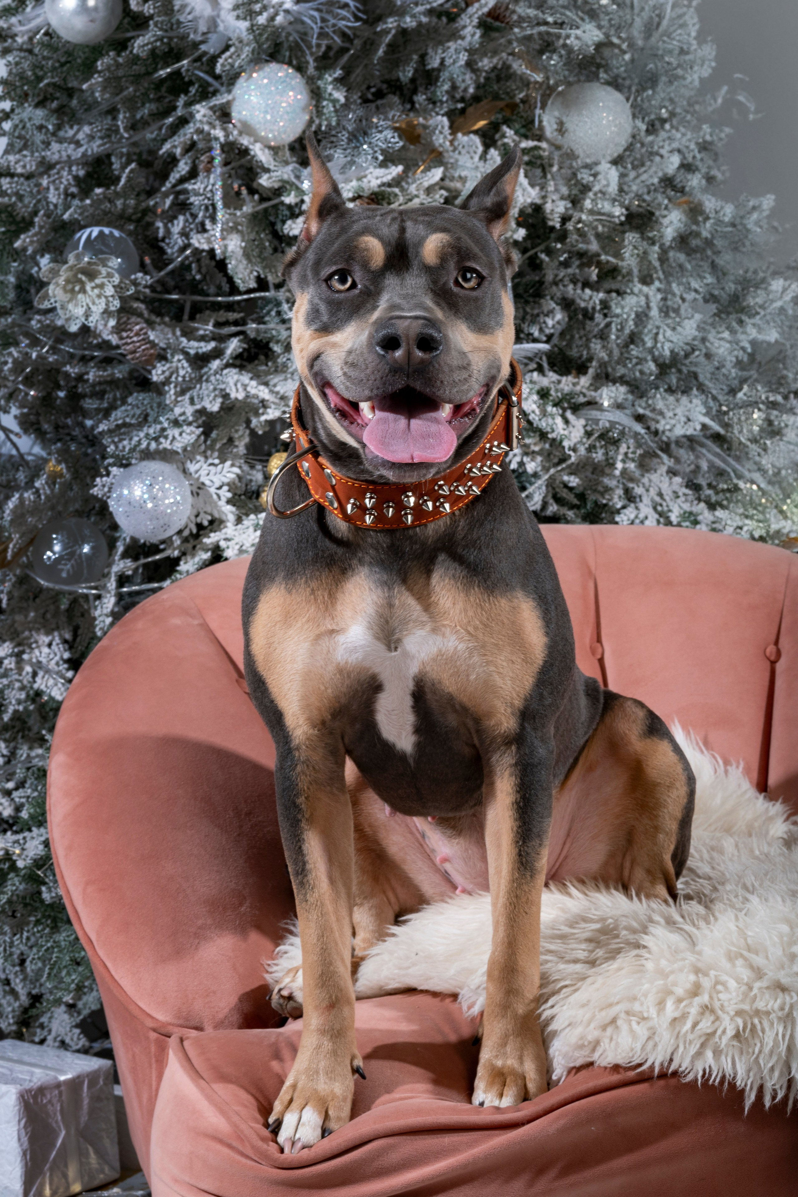 Рекламная фотосессия ошейников. Фотограф анималист в Санкт-Петербурге Таша Крейв