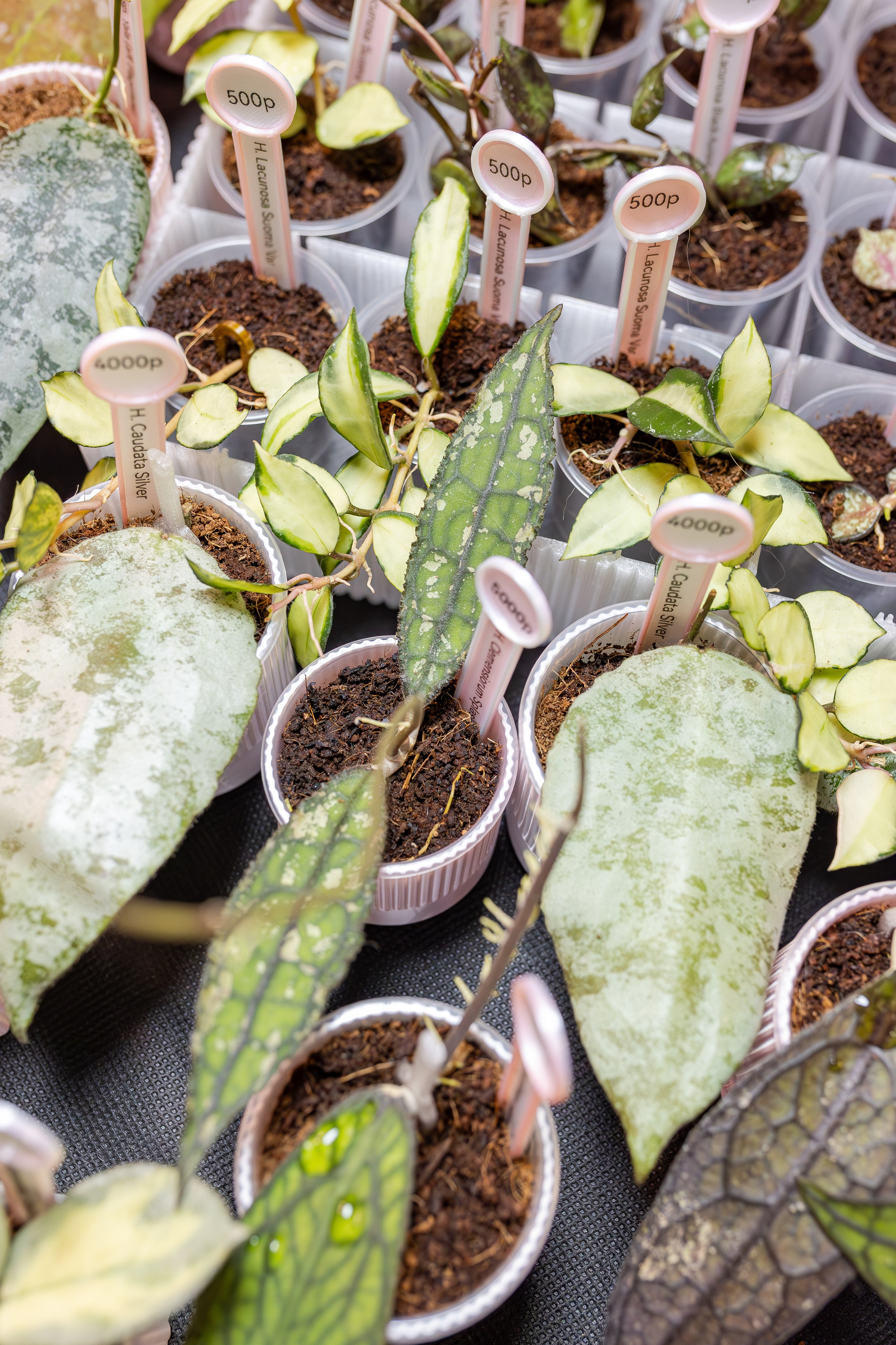 Монстериум апрель 2026. Александра Куликова фотограф, Москва