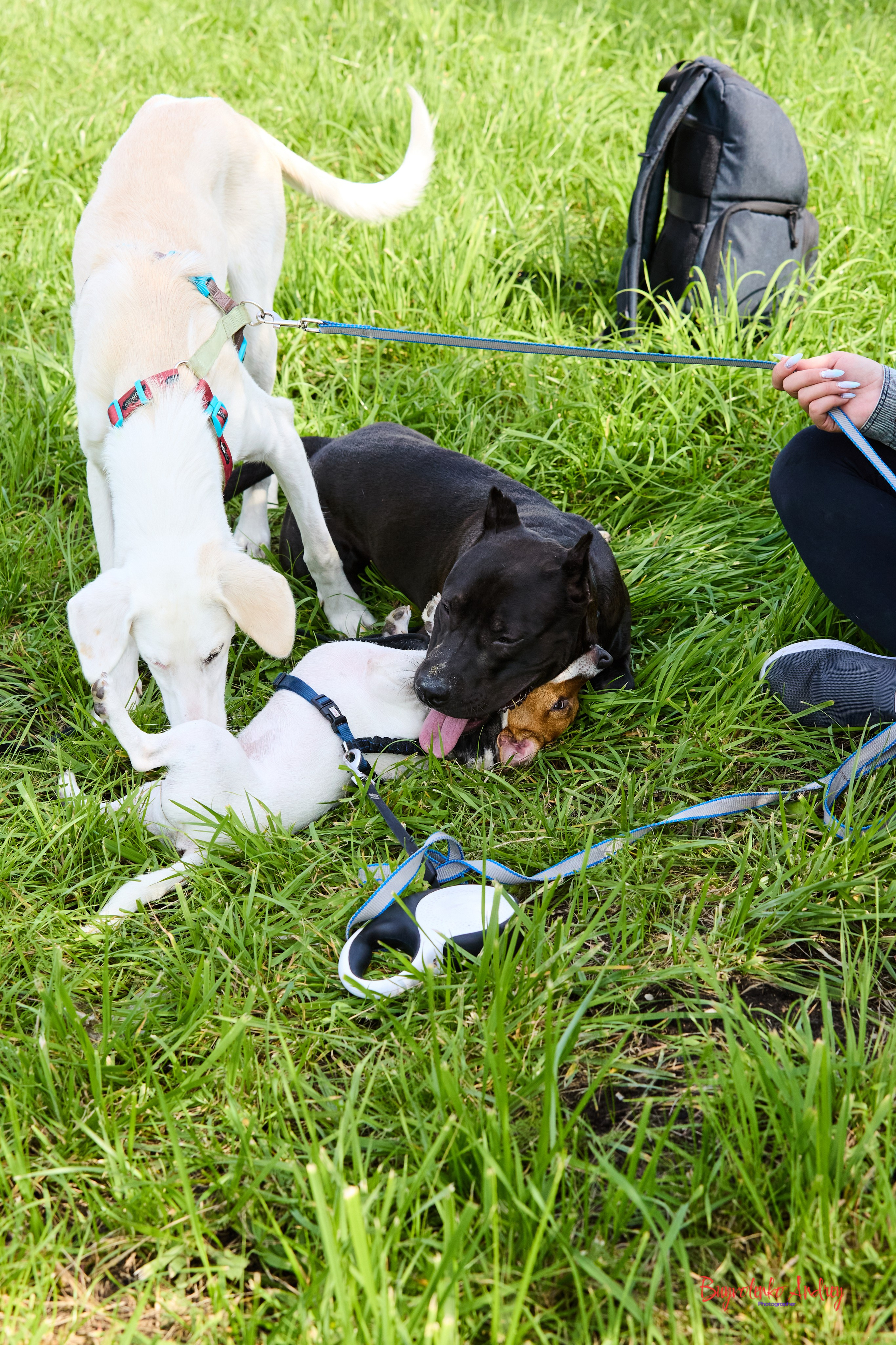 Проект фотопрогулка с хвостиком. Buyvolenko Andrey