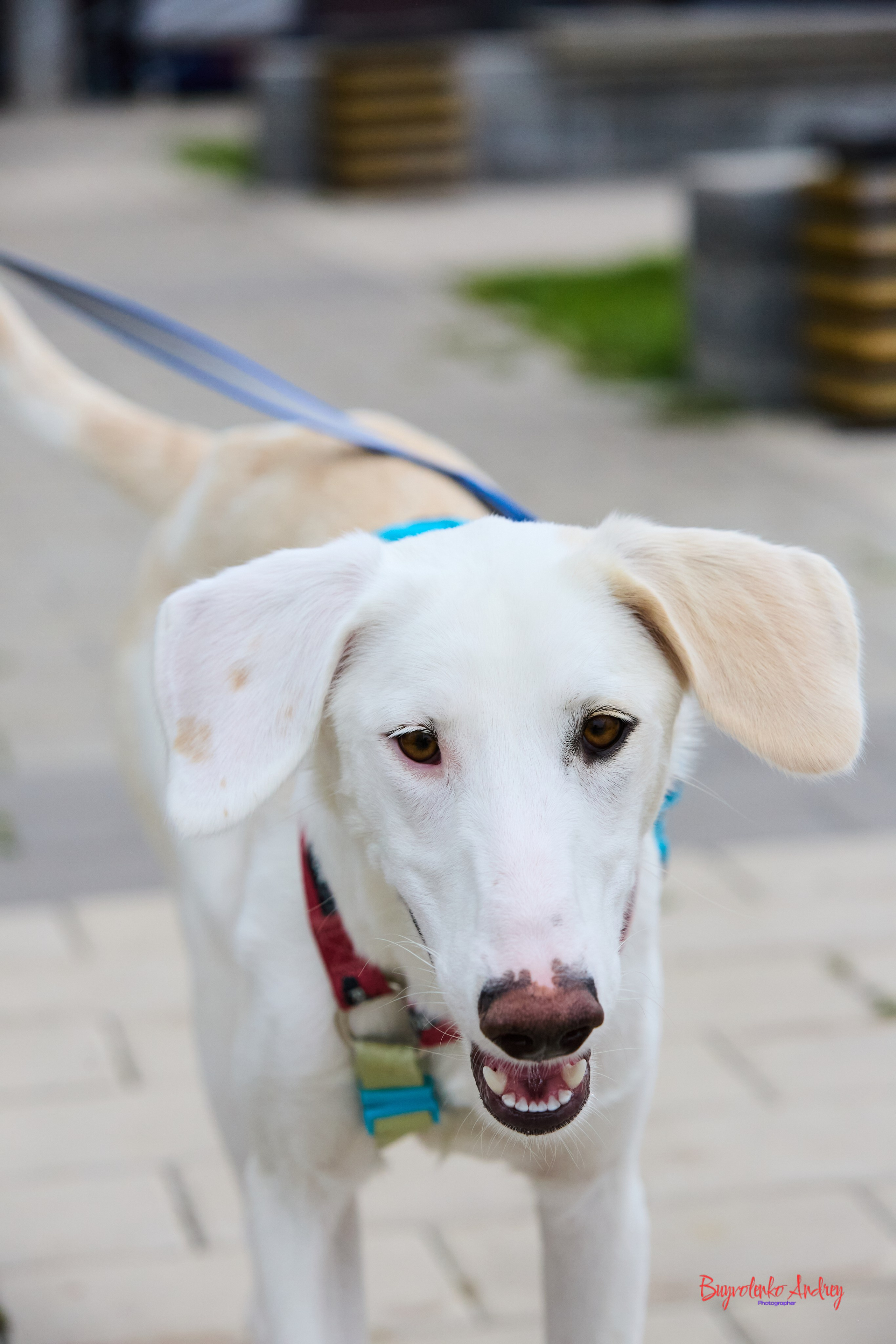 Проект фотопрогулка с хвостиком. Buyvolenko Andrey