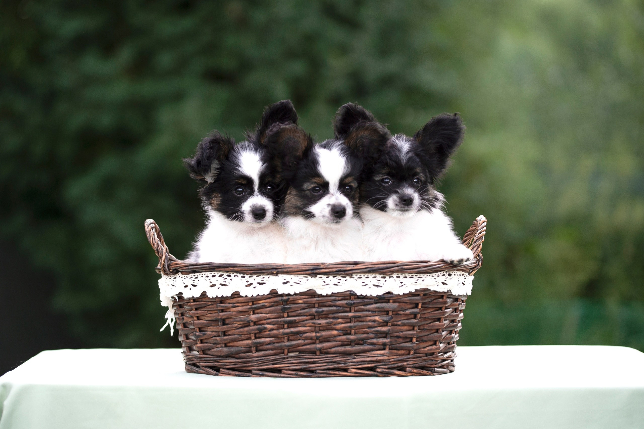 Собаки. FASHION ФОТОГРАФ КАЗАНЬ