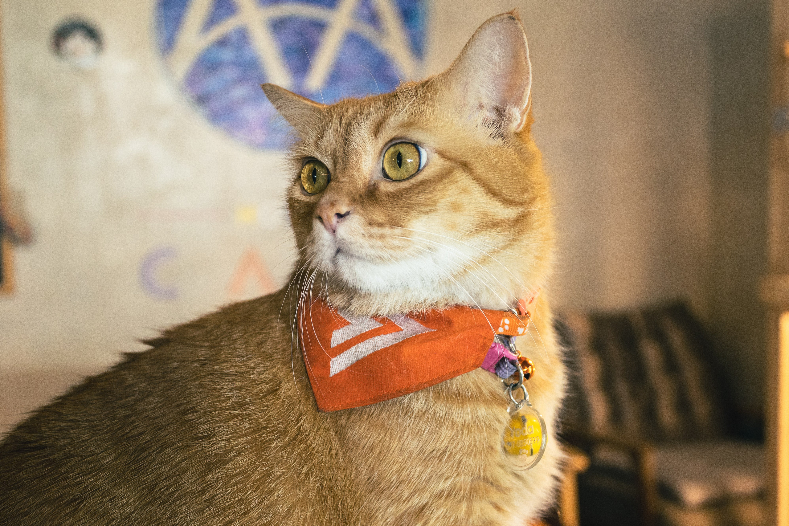 Cazz Cafe. Фотограф Сонкина Татьяна