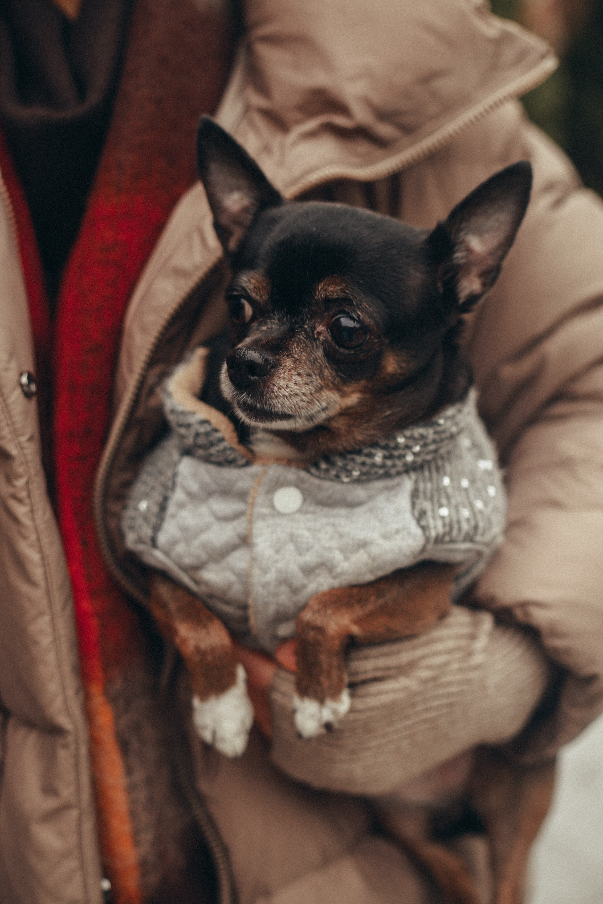 Новогодняя история. Детский фотограф, Волгоград