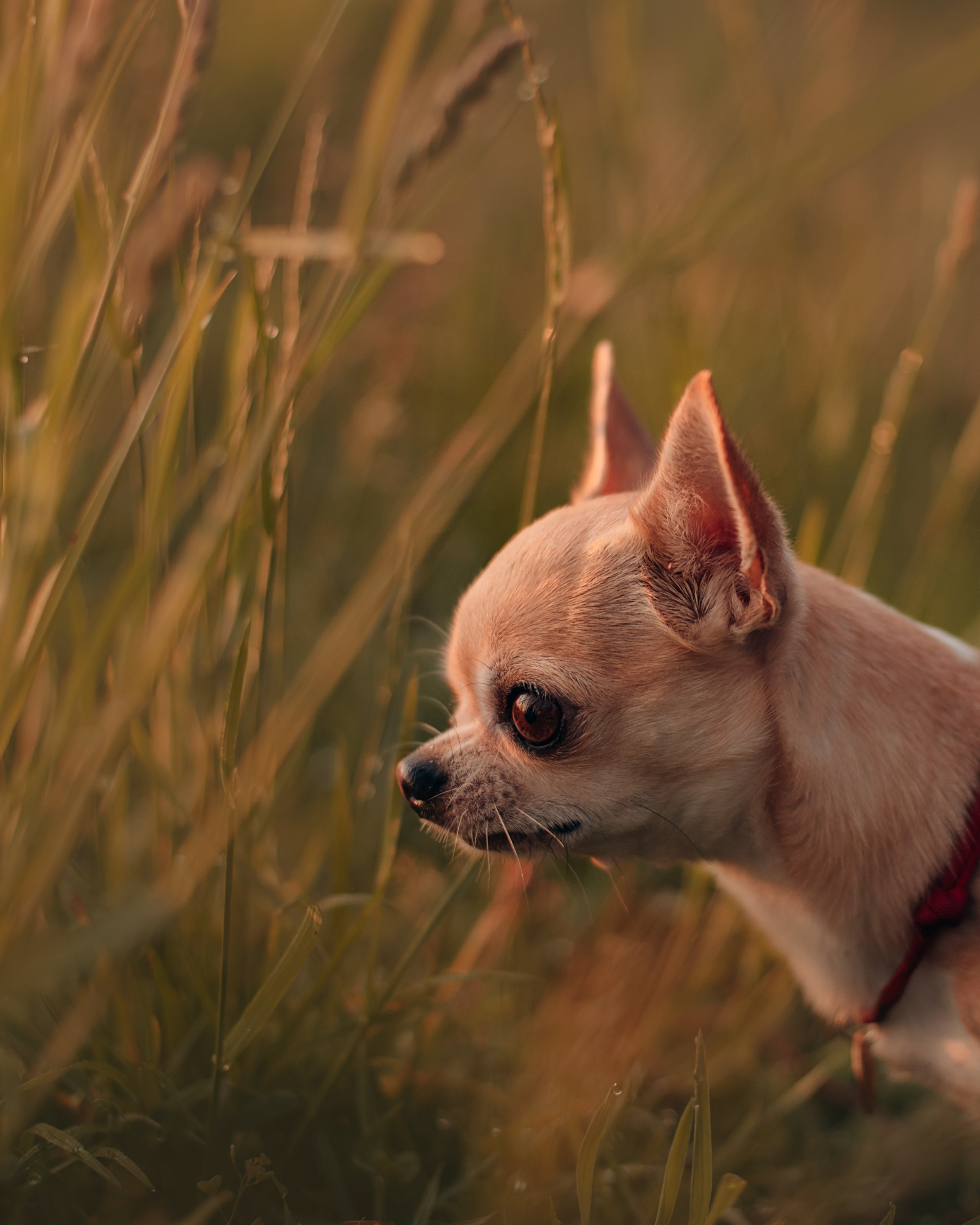 Прогулка: чихуахуа Хенни и Алина во Владивостоке. Портфолио