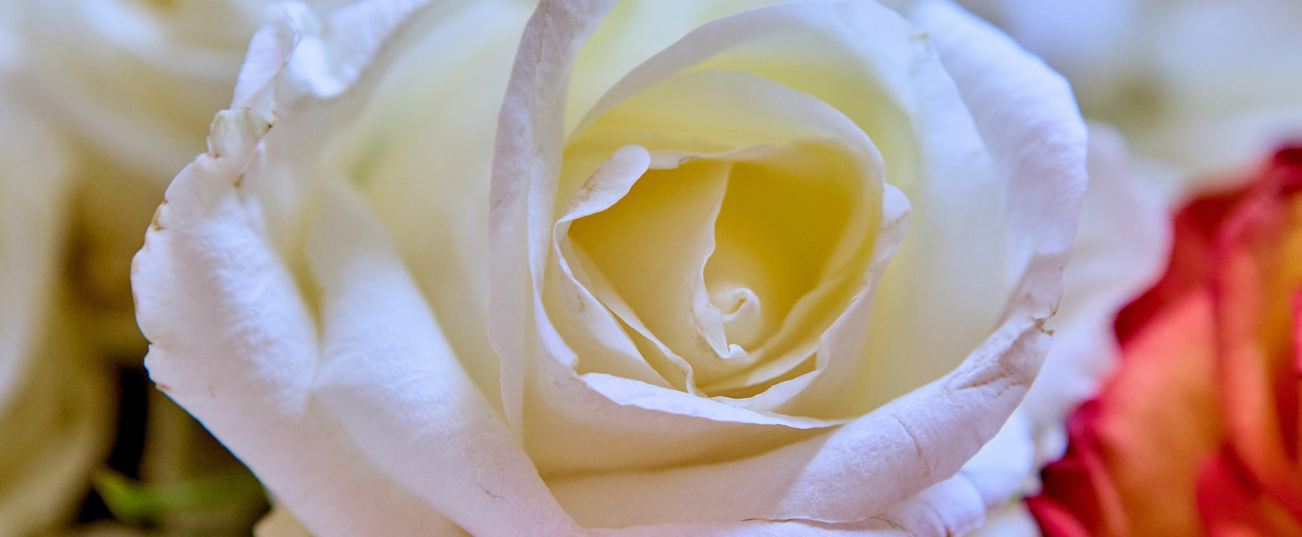 Цвета роз — это язык, на котором говорит сердце. Фото Православного портретного и детского фотографа Николая Голованова.