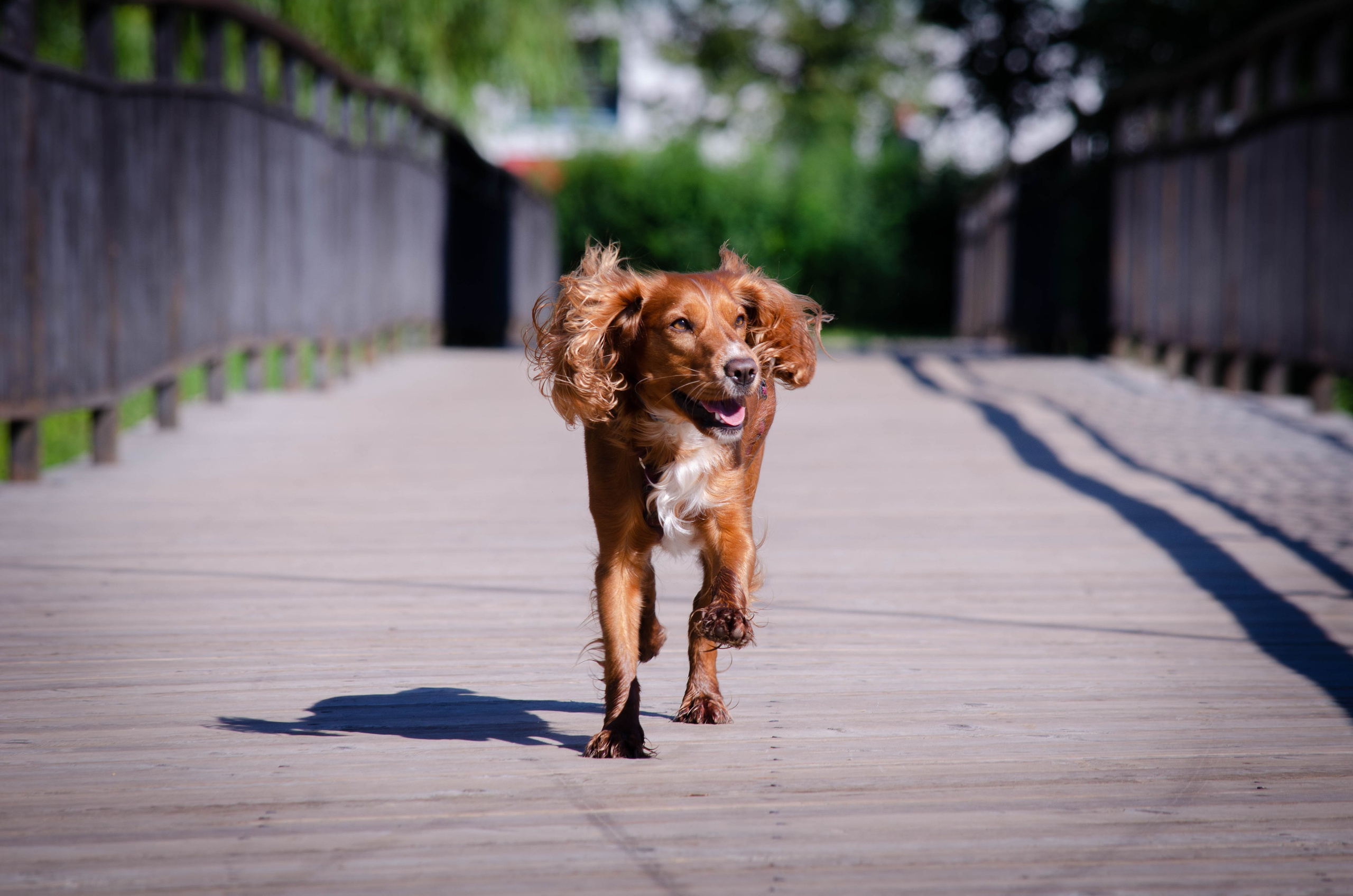 Джесси. Фотограф Светлана Блинова, Москва и Московская область